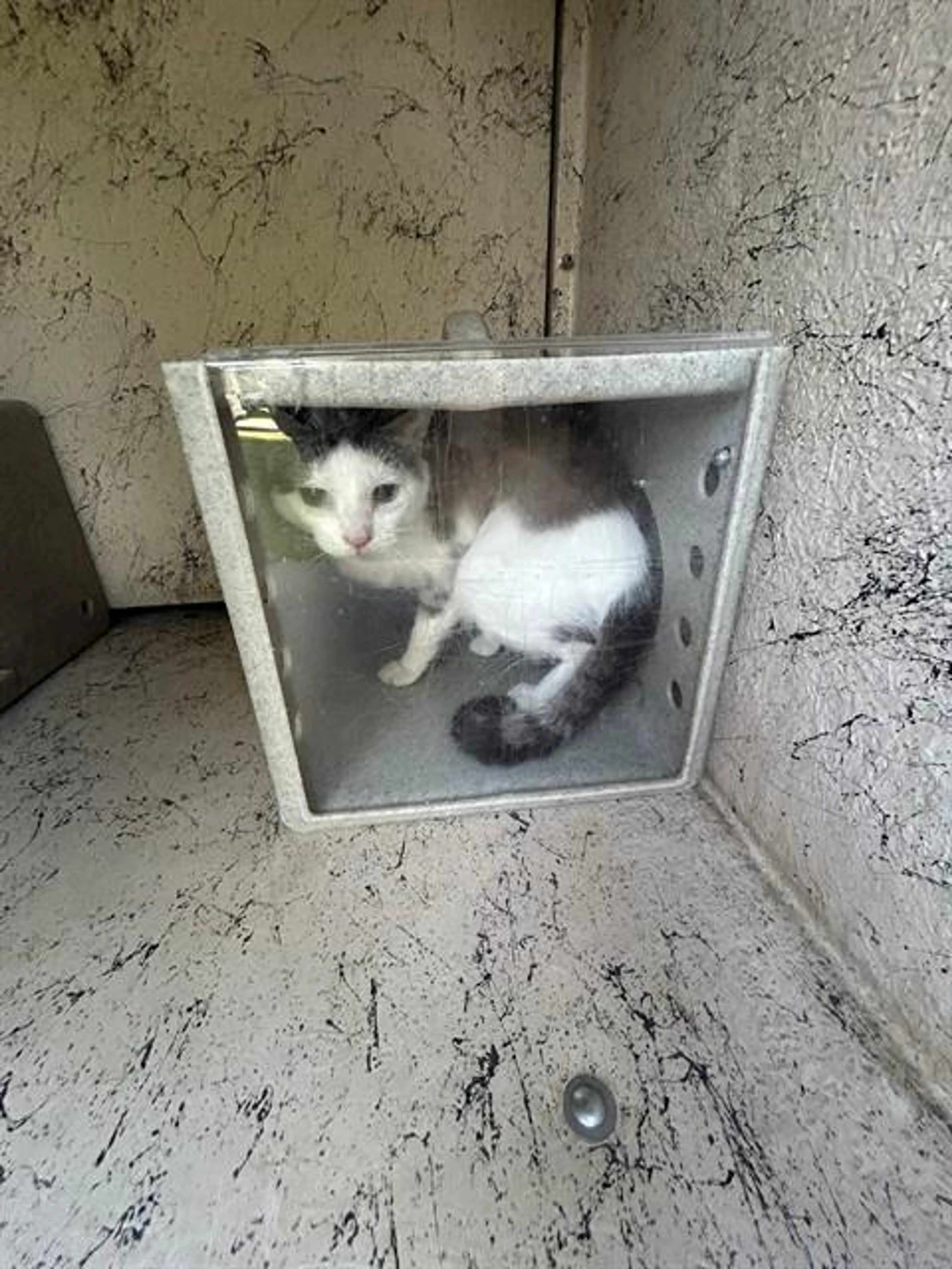 Found pet
