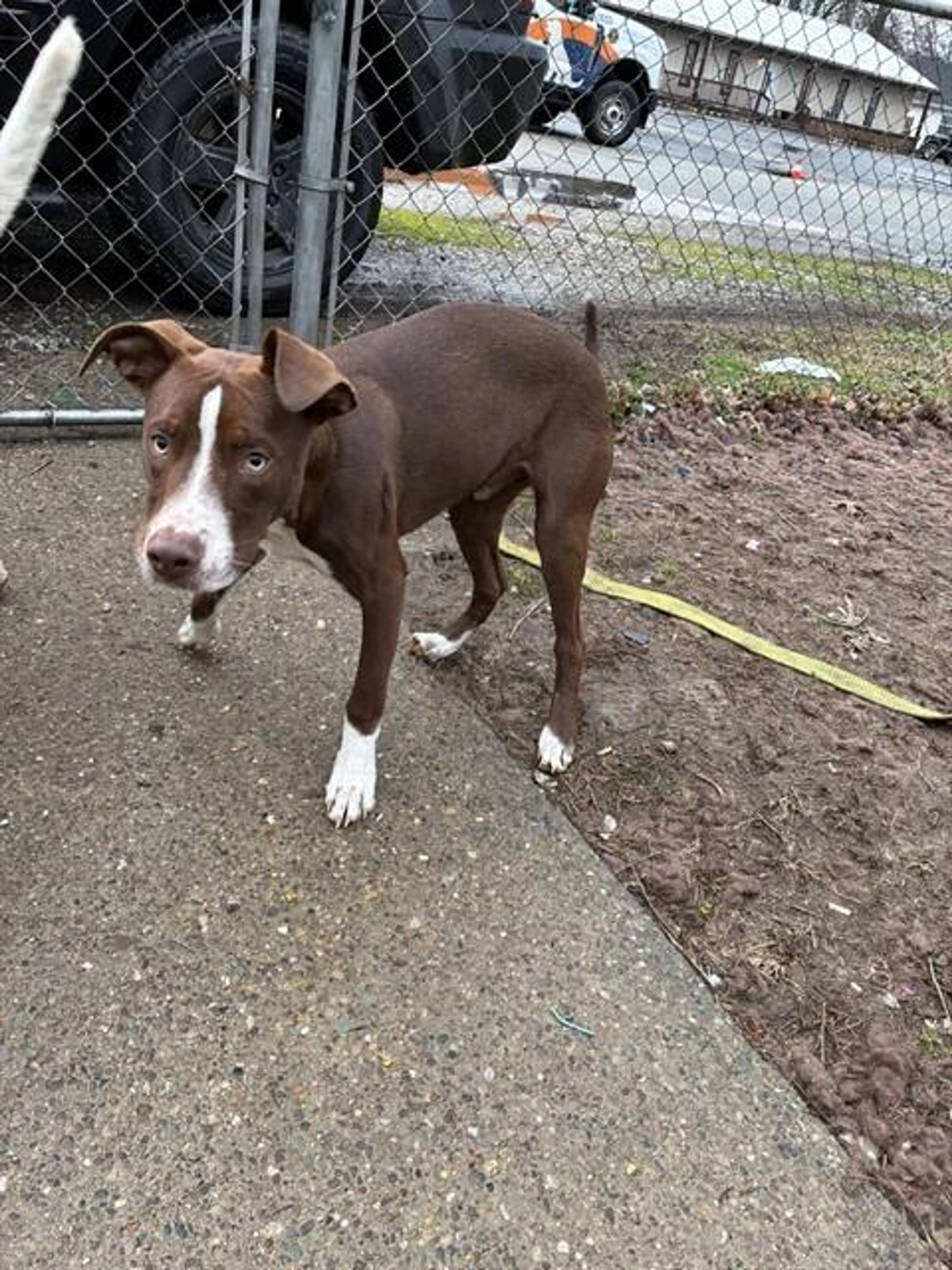 Found pet
