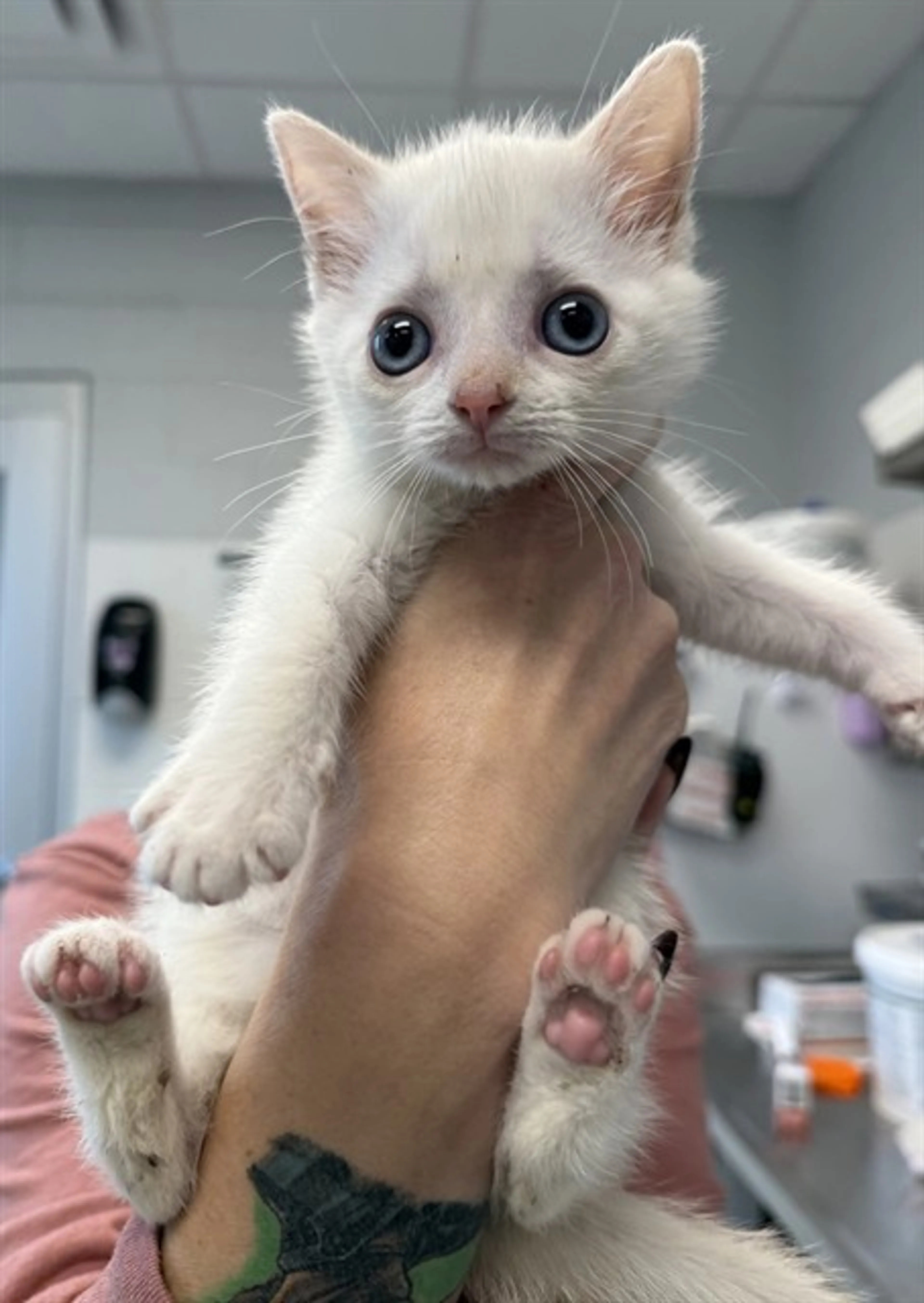 Found pet