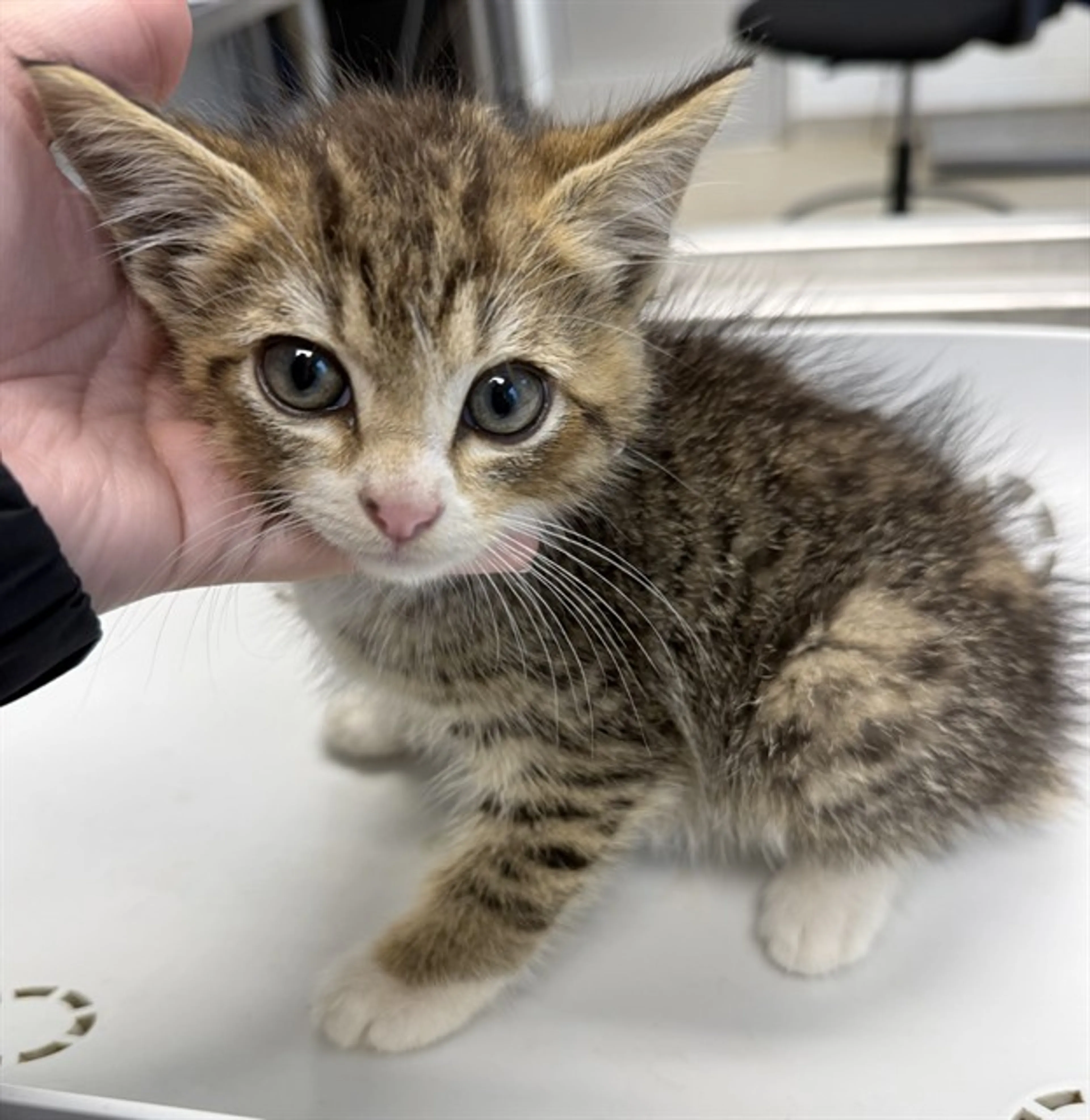 Found pet