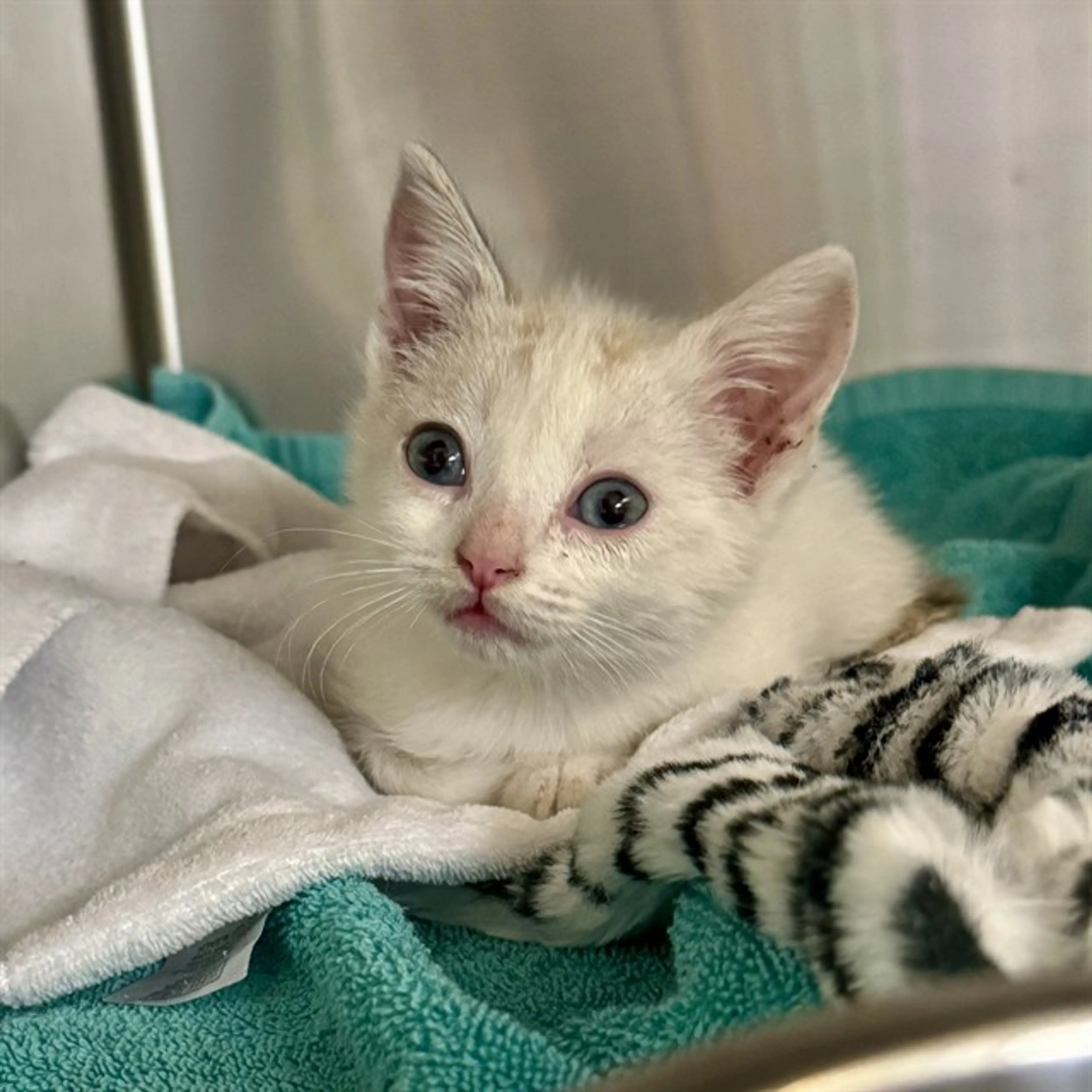 Found pet