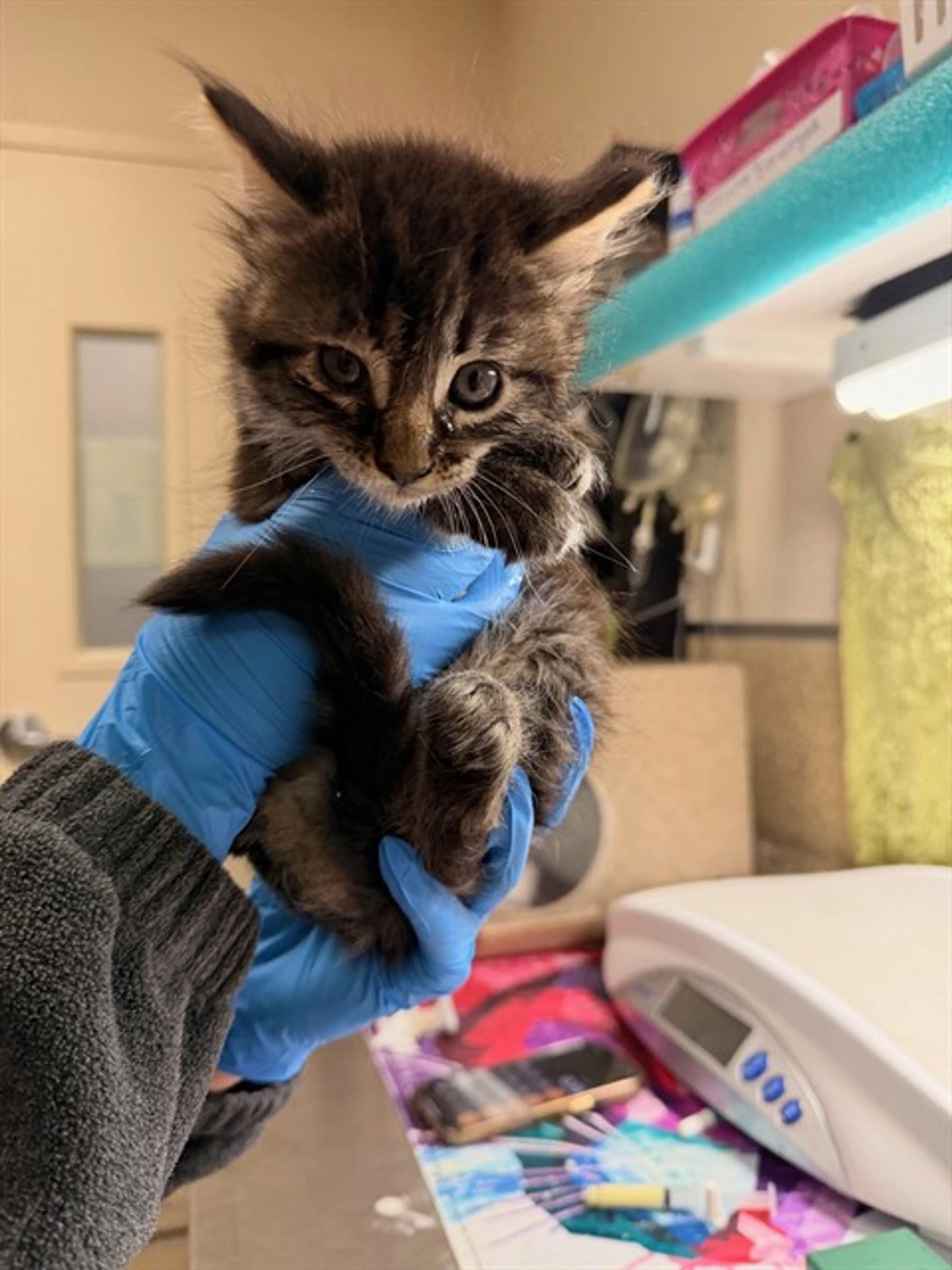 Found pet