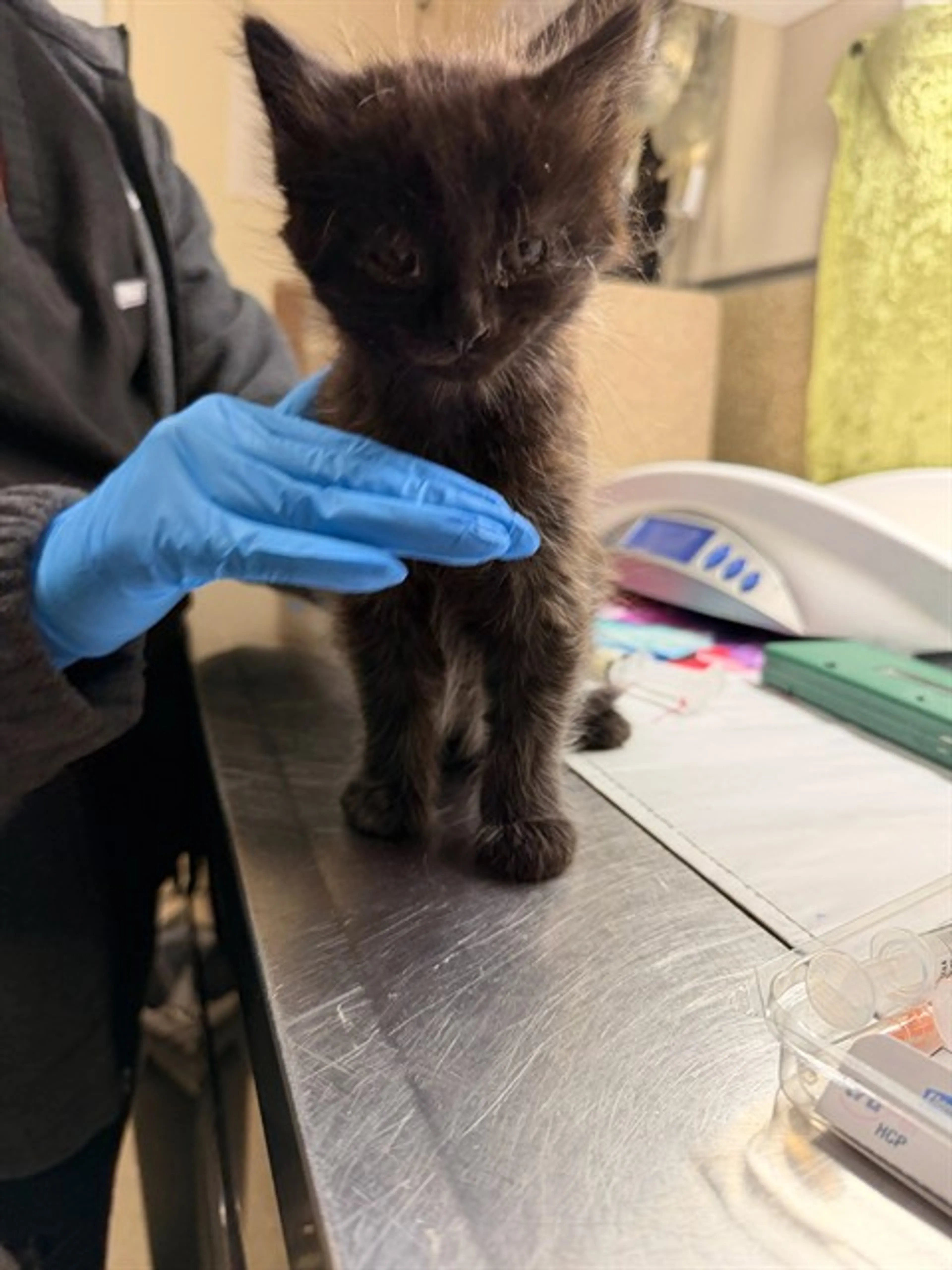 Found pet