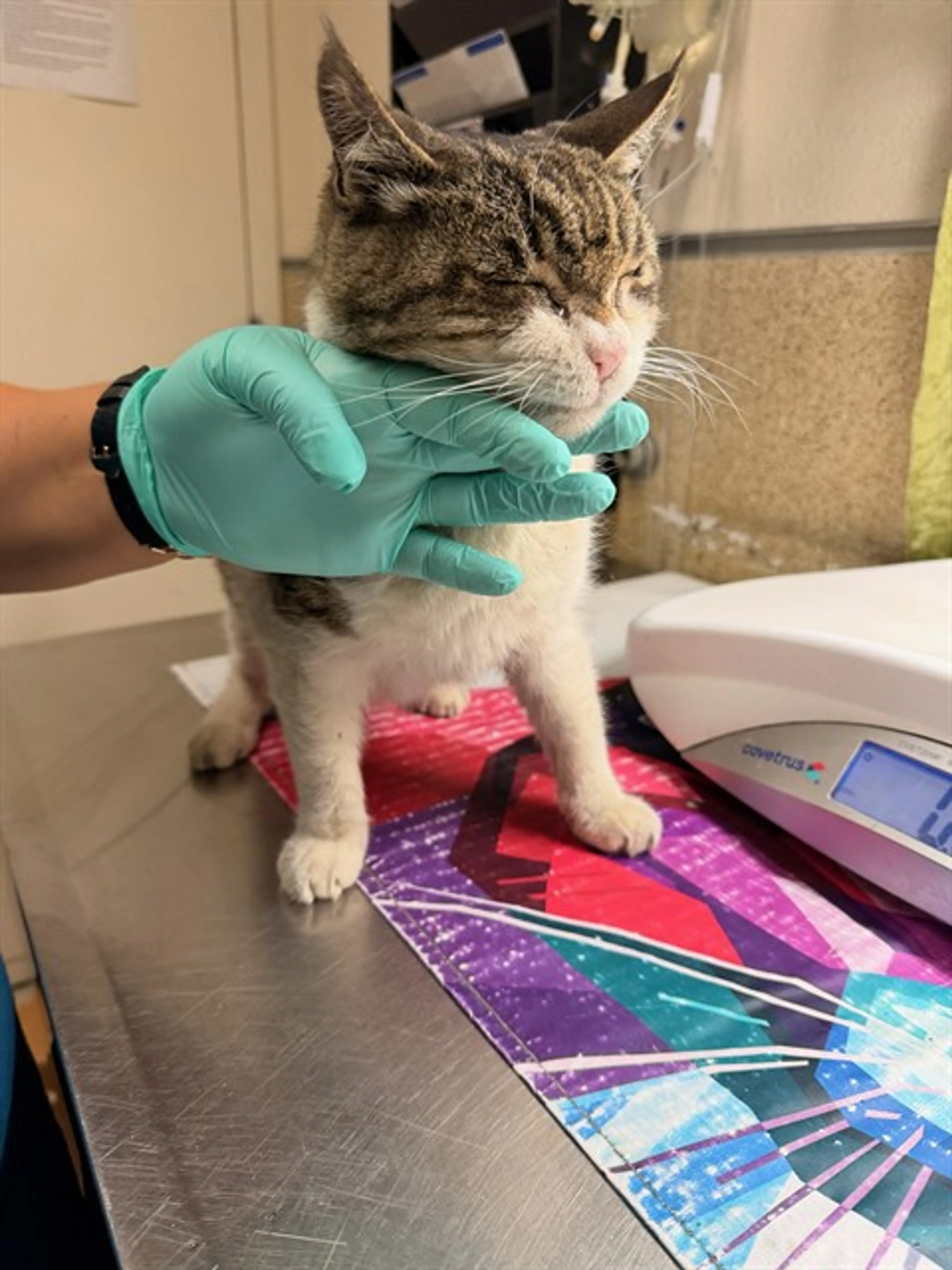 Found pet