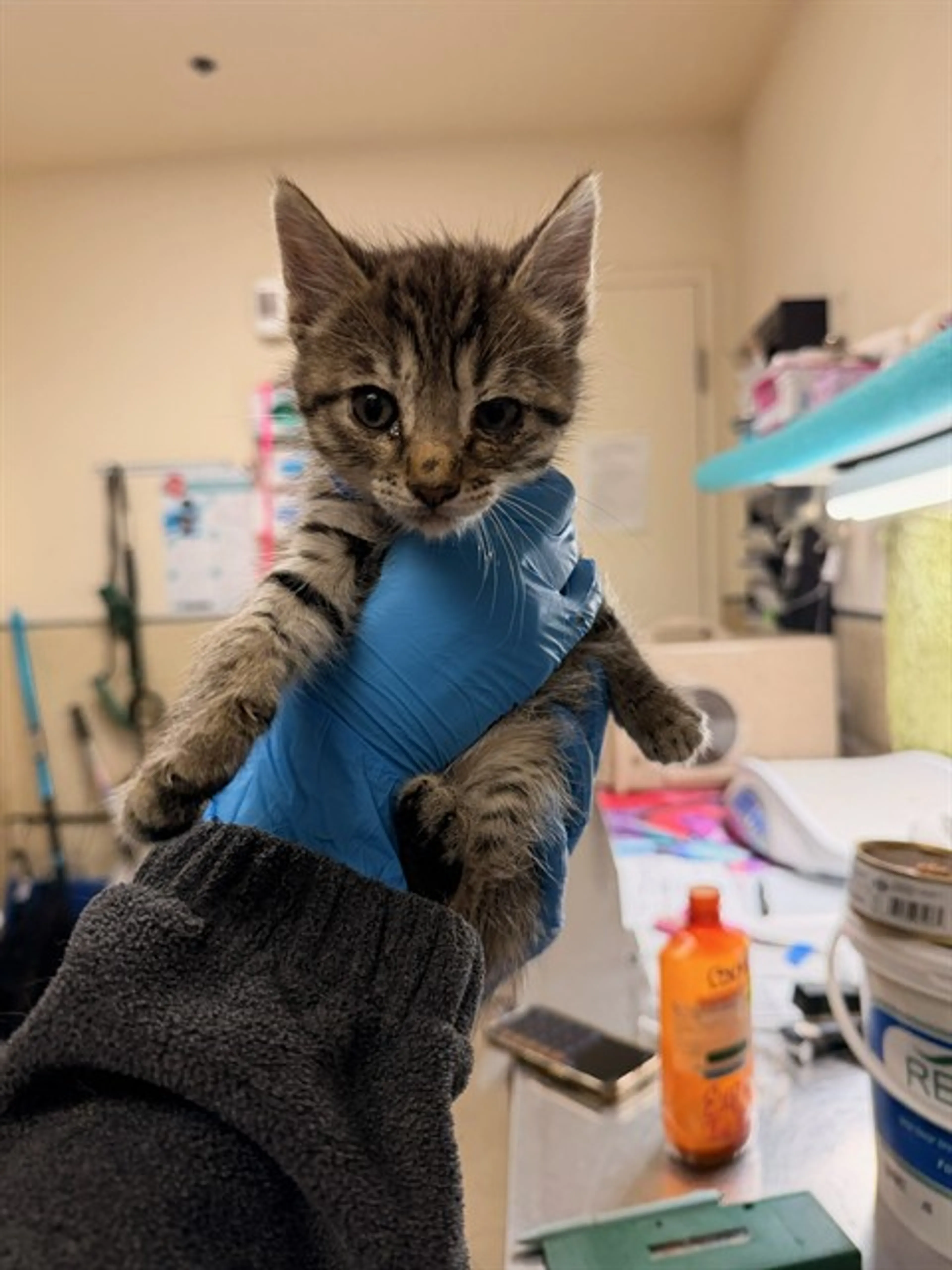 Found pet