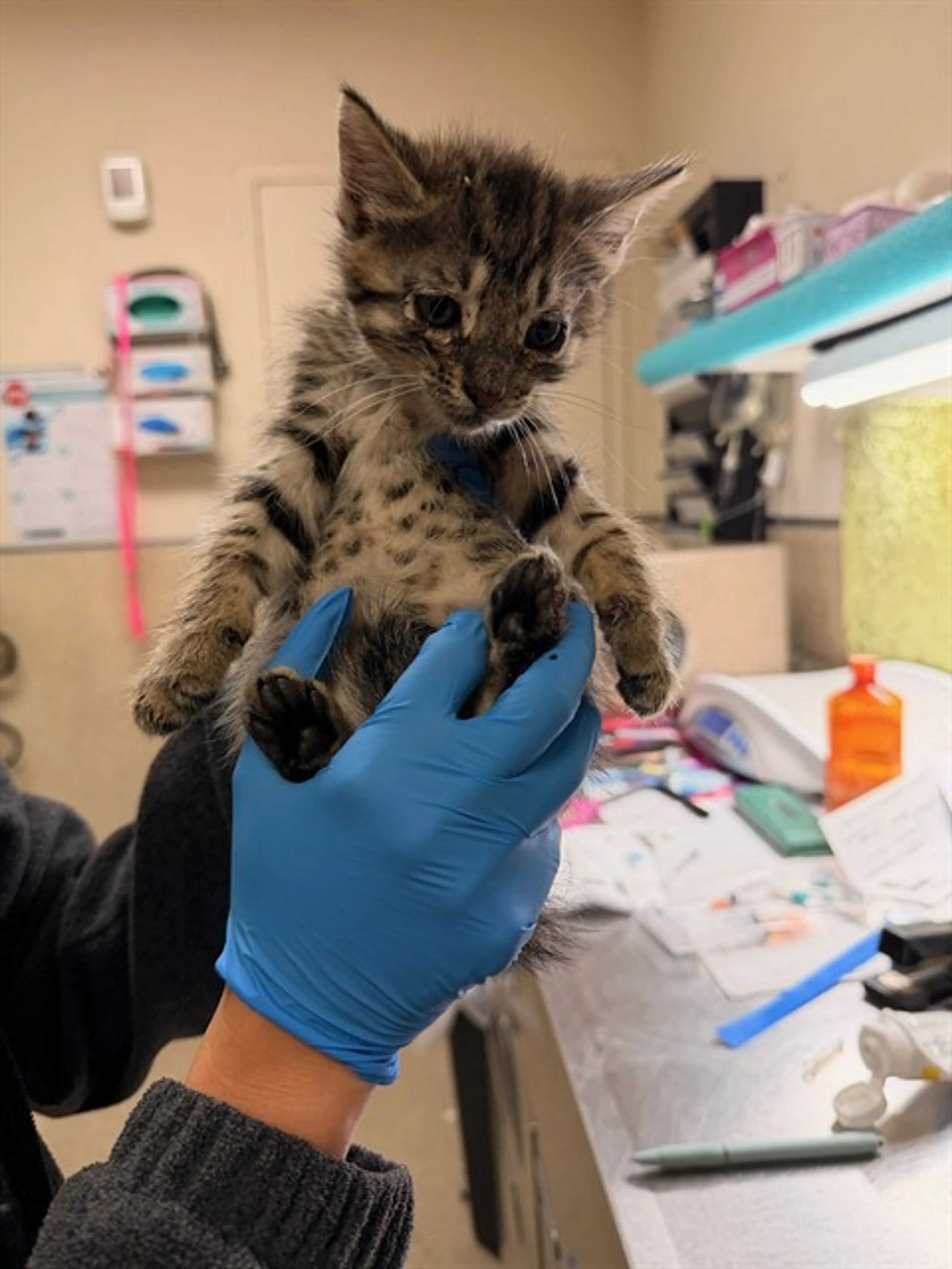 Found pet