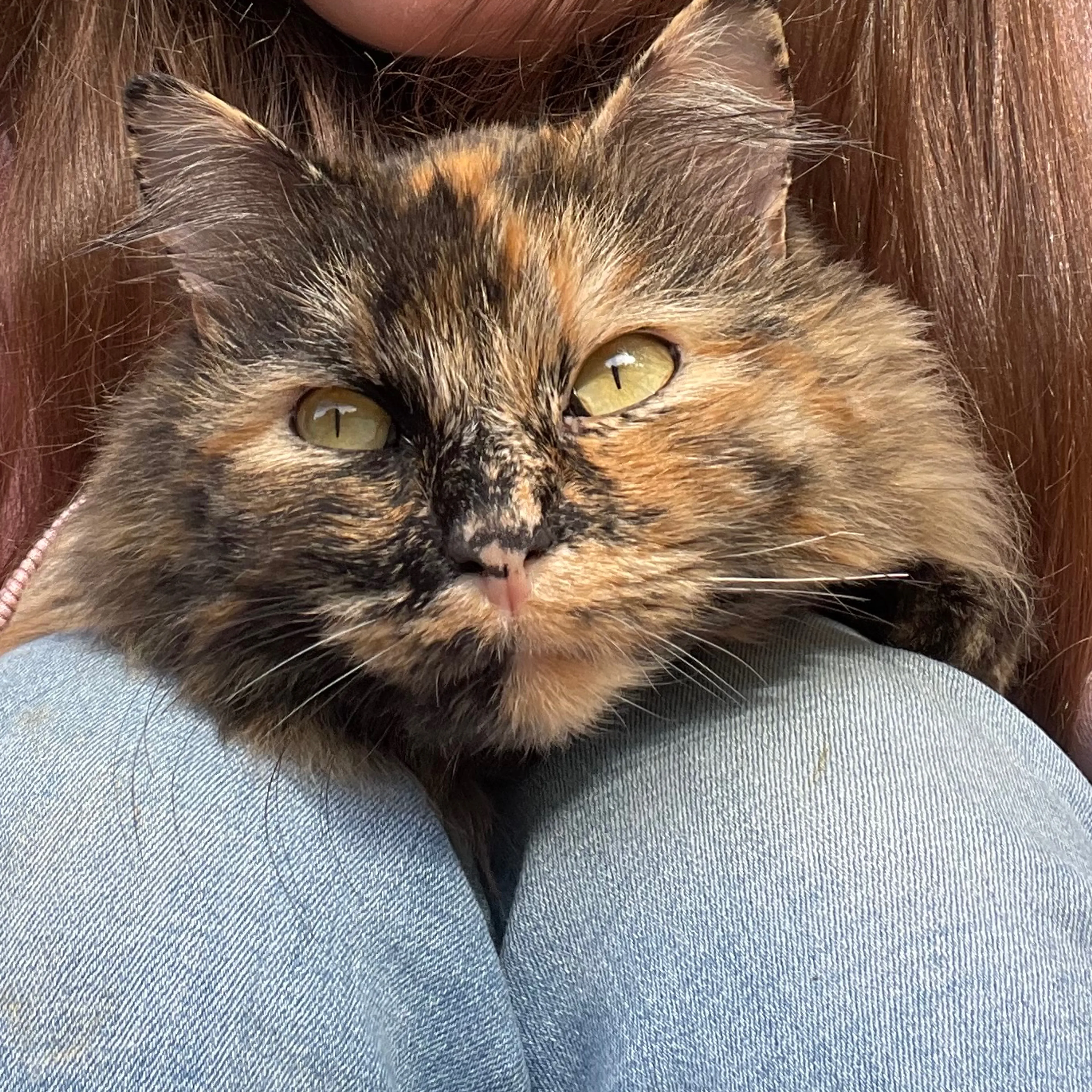 Lost pet-2