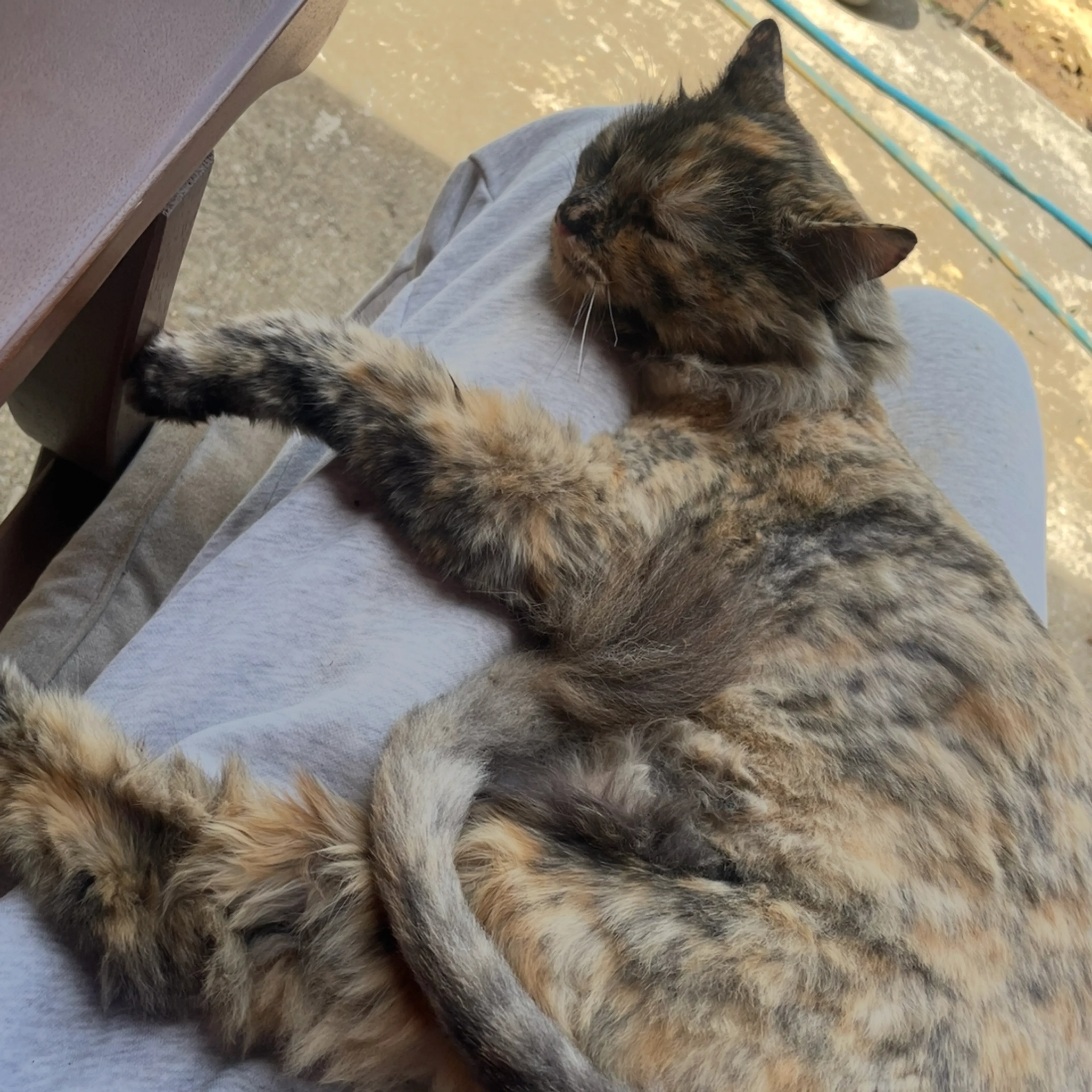 Lost pet-3