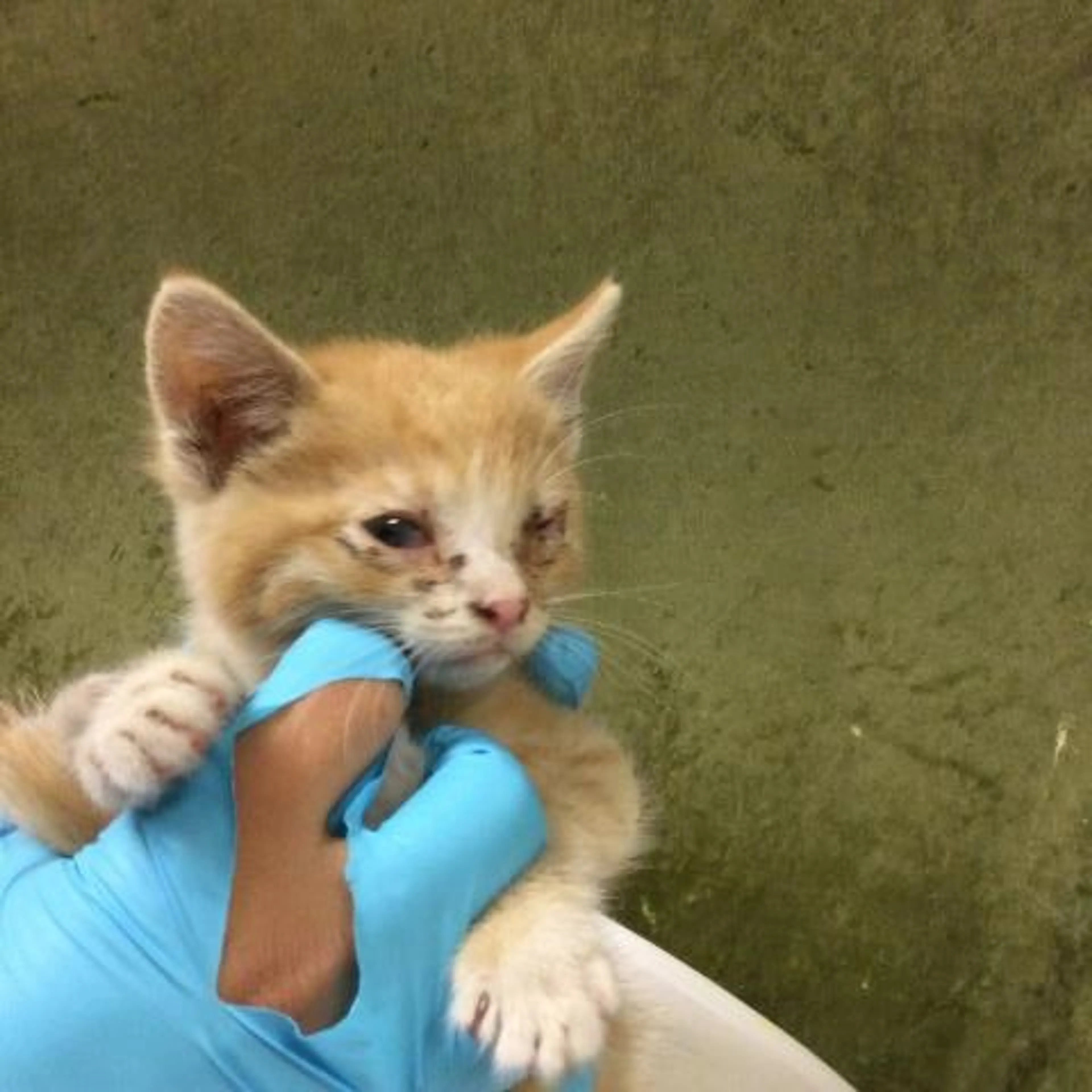 Found pet