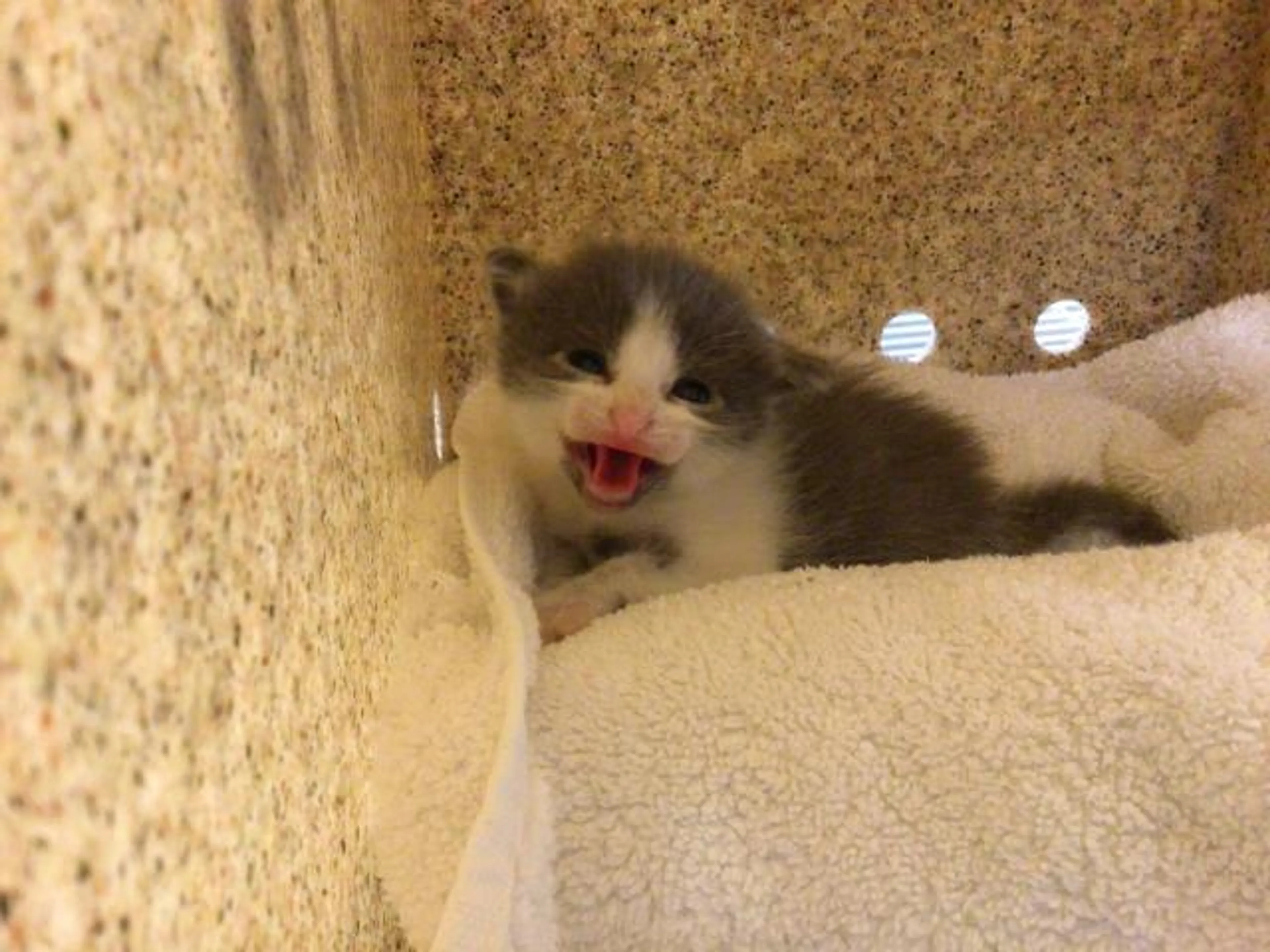 Found pet