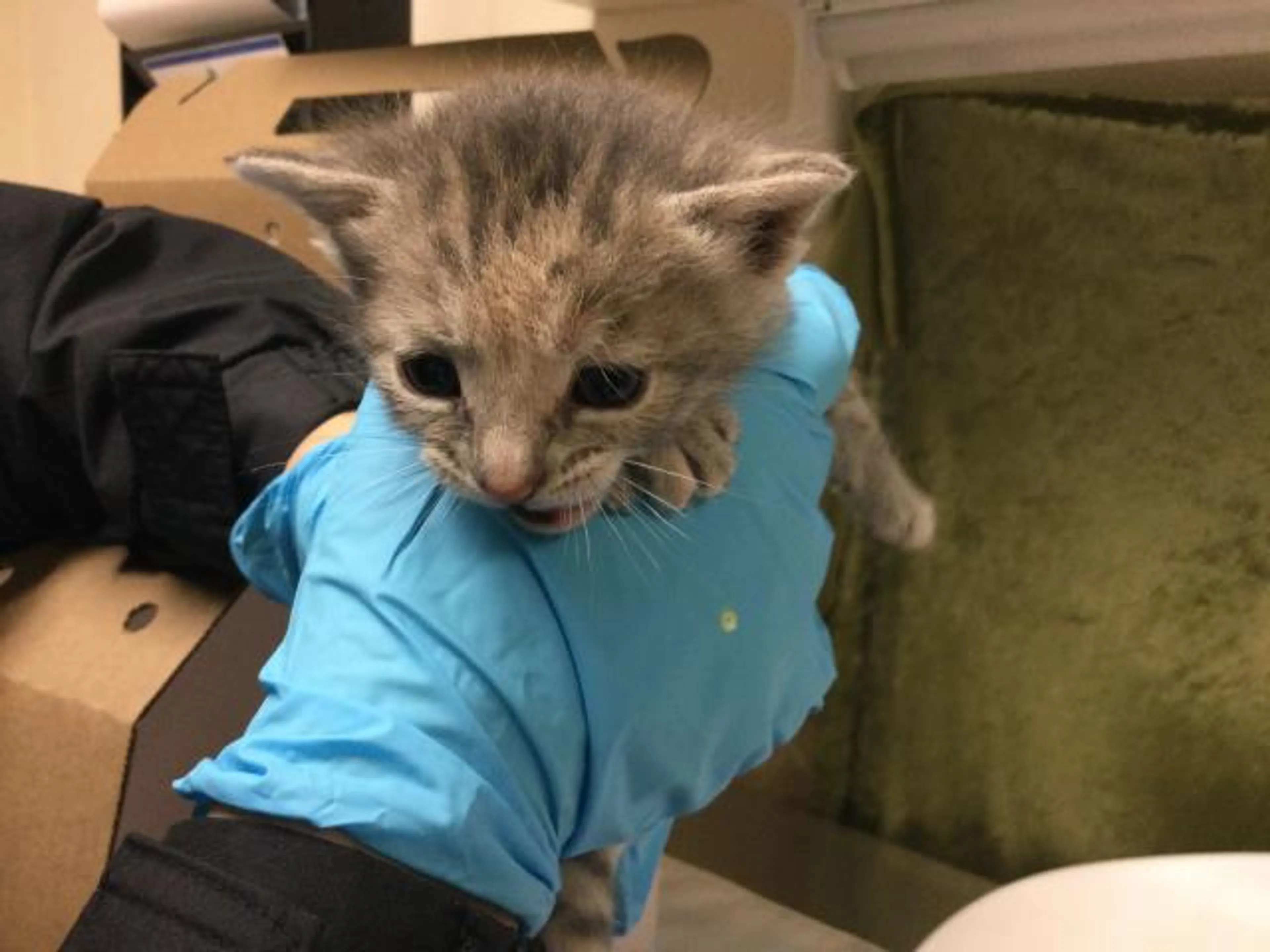 Found pet
