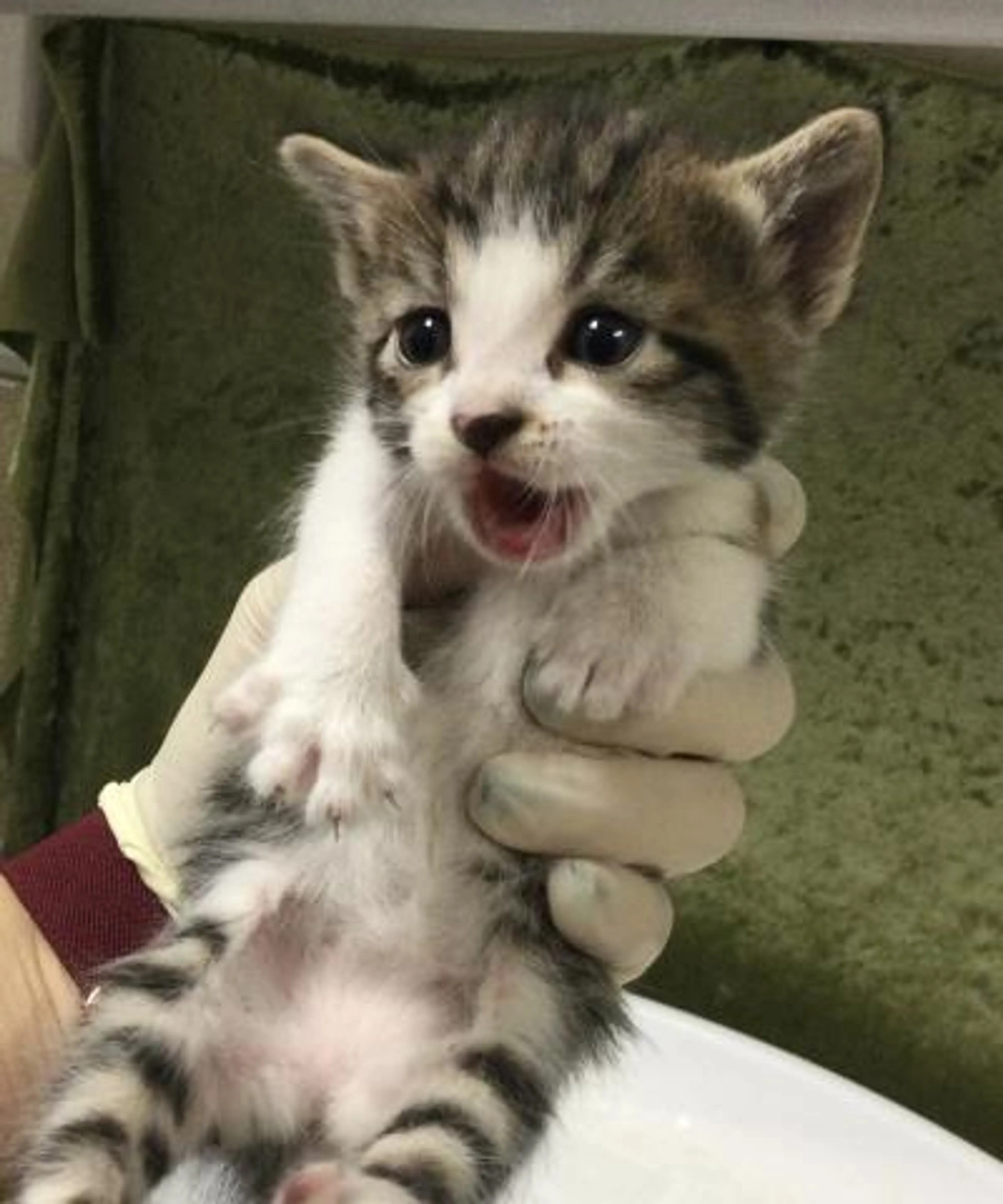 Found pet