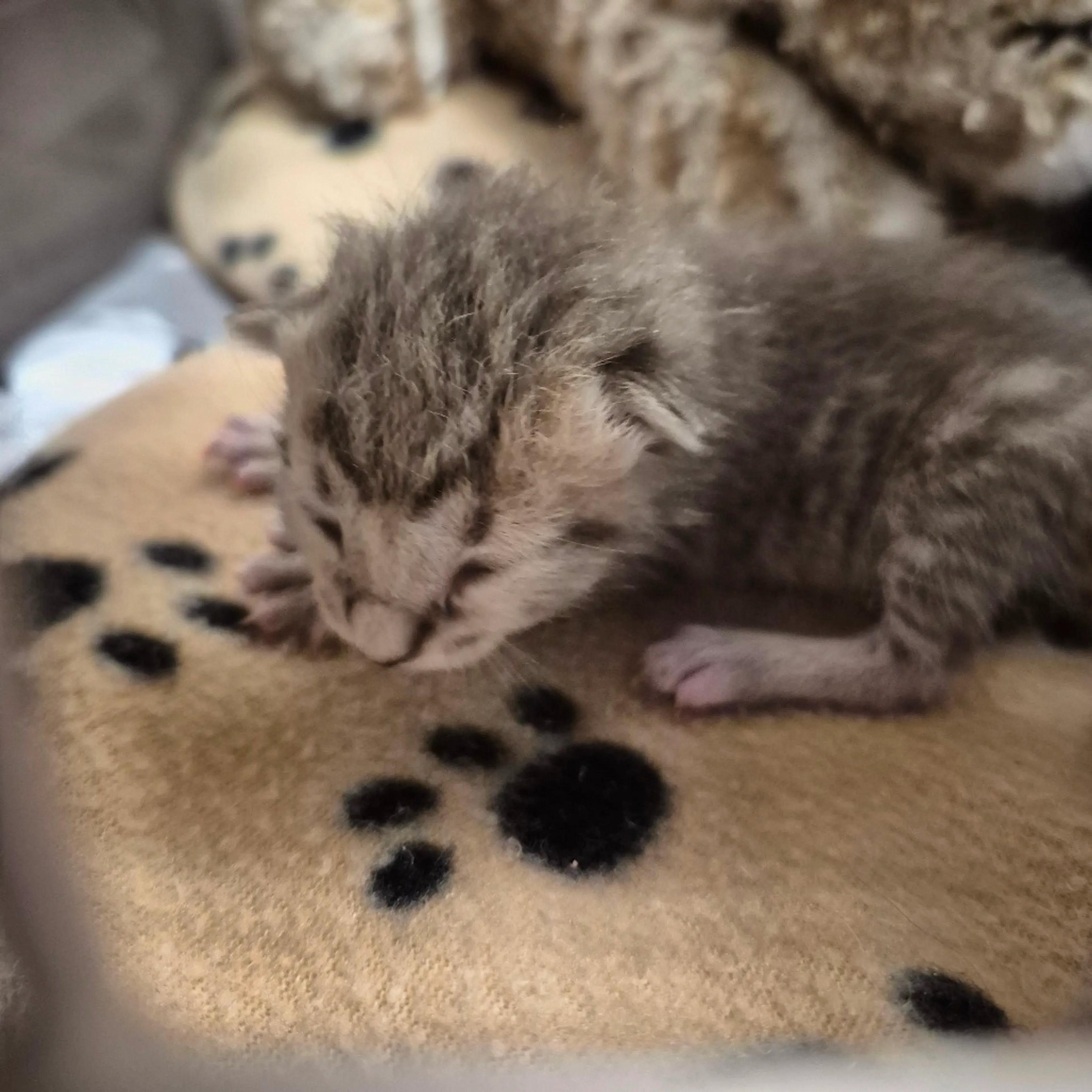 Found pet-1