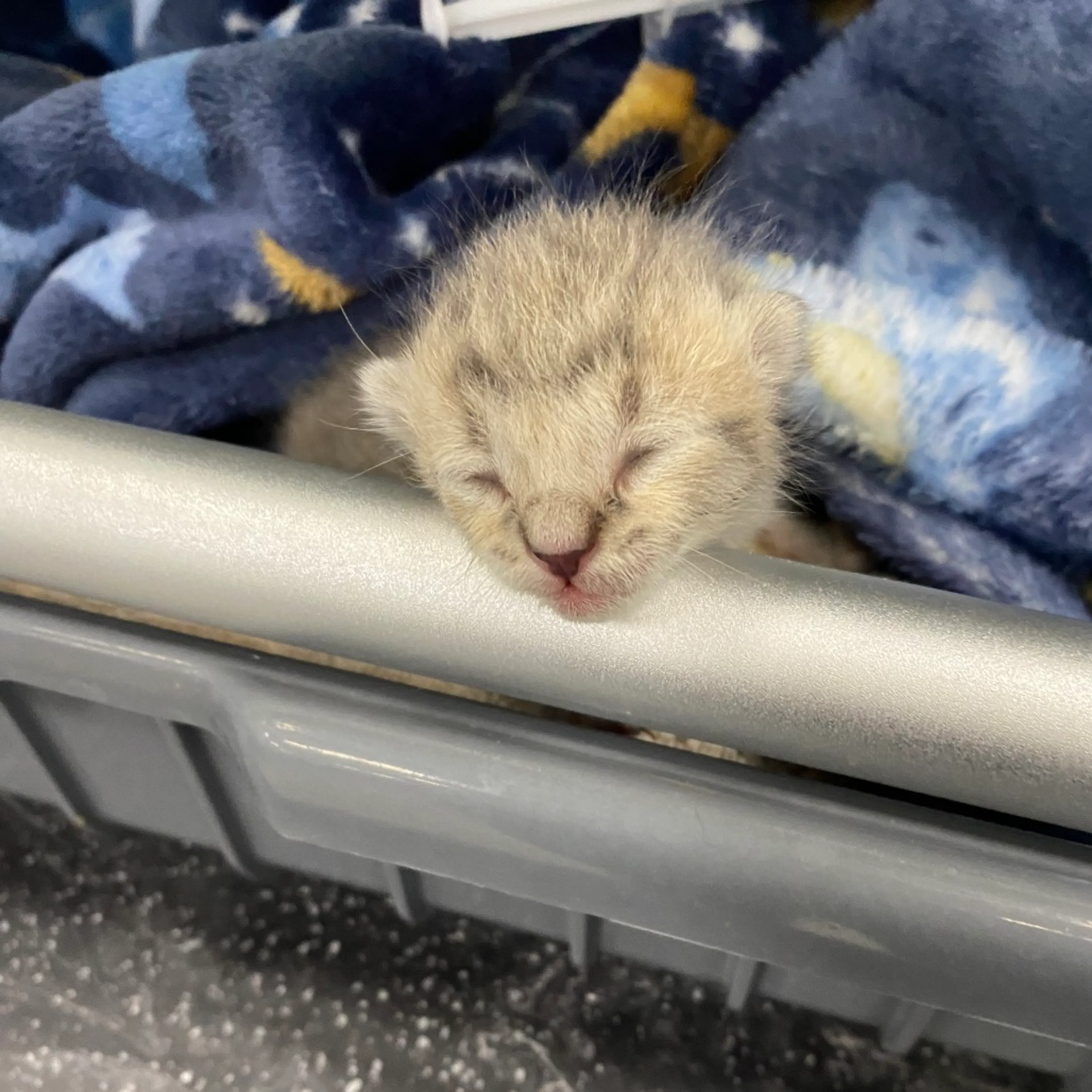 Found pet-0