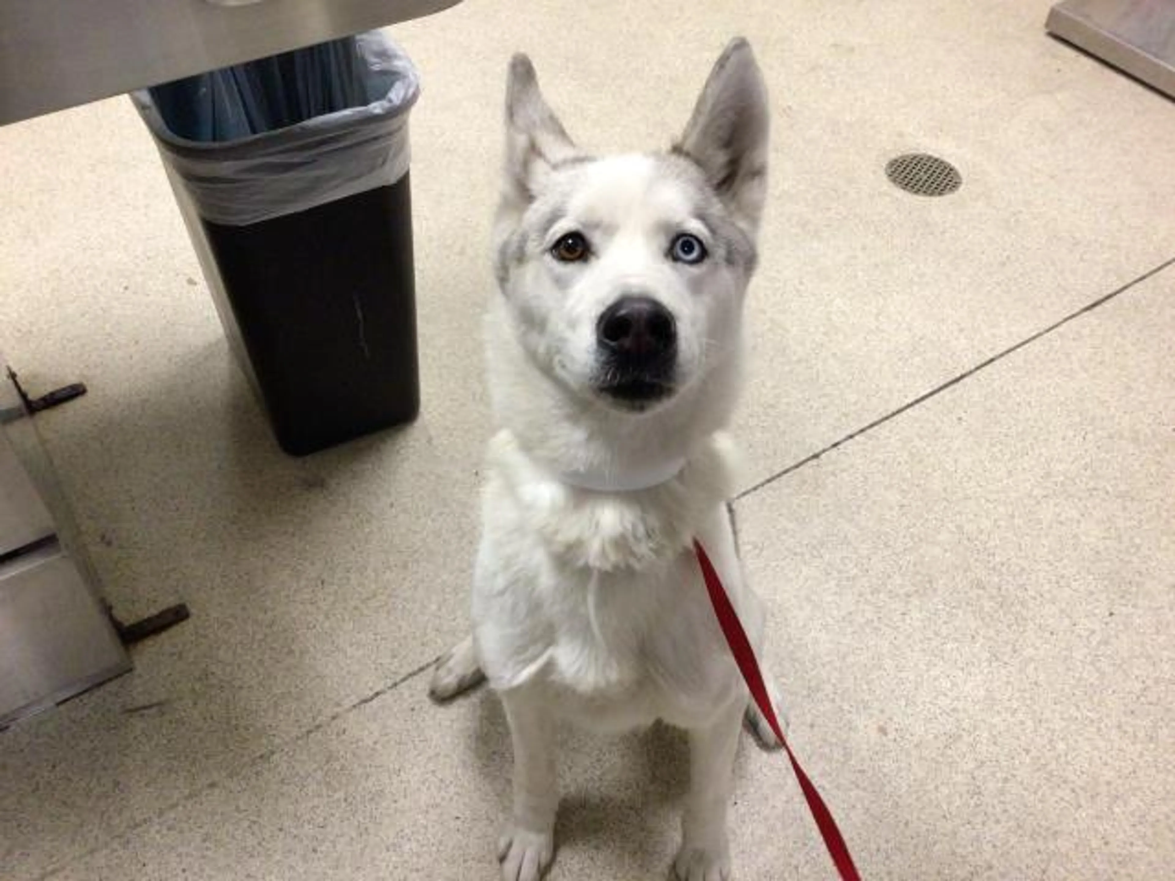 Found pet