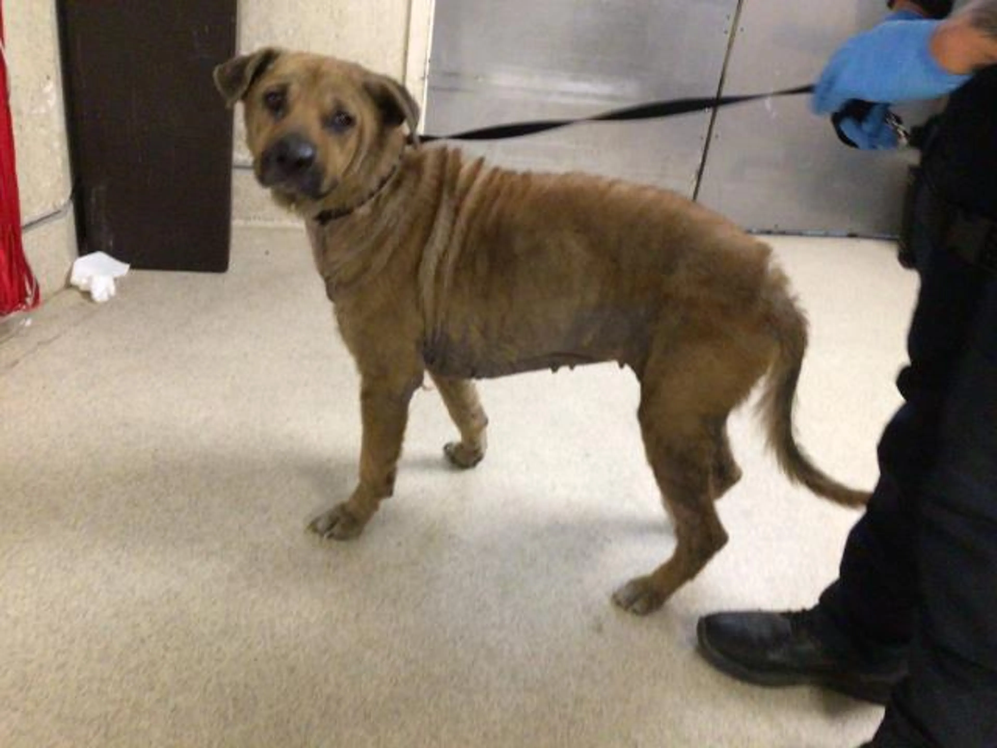 Found pet