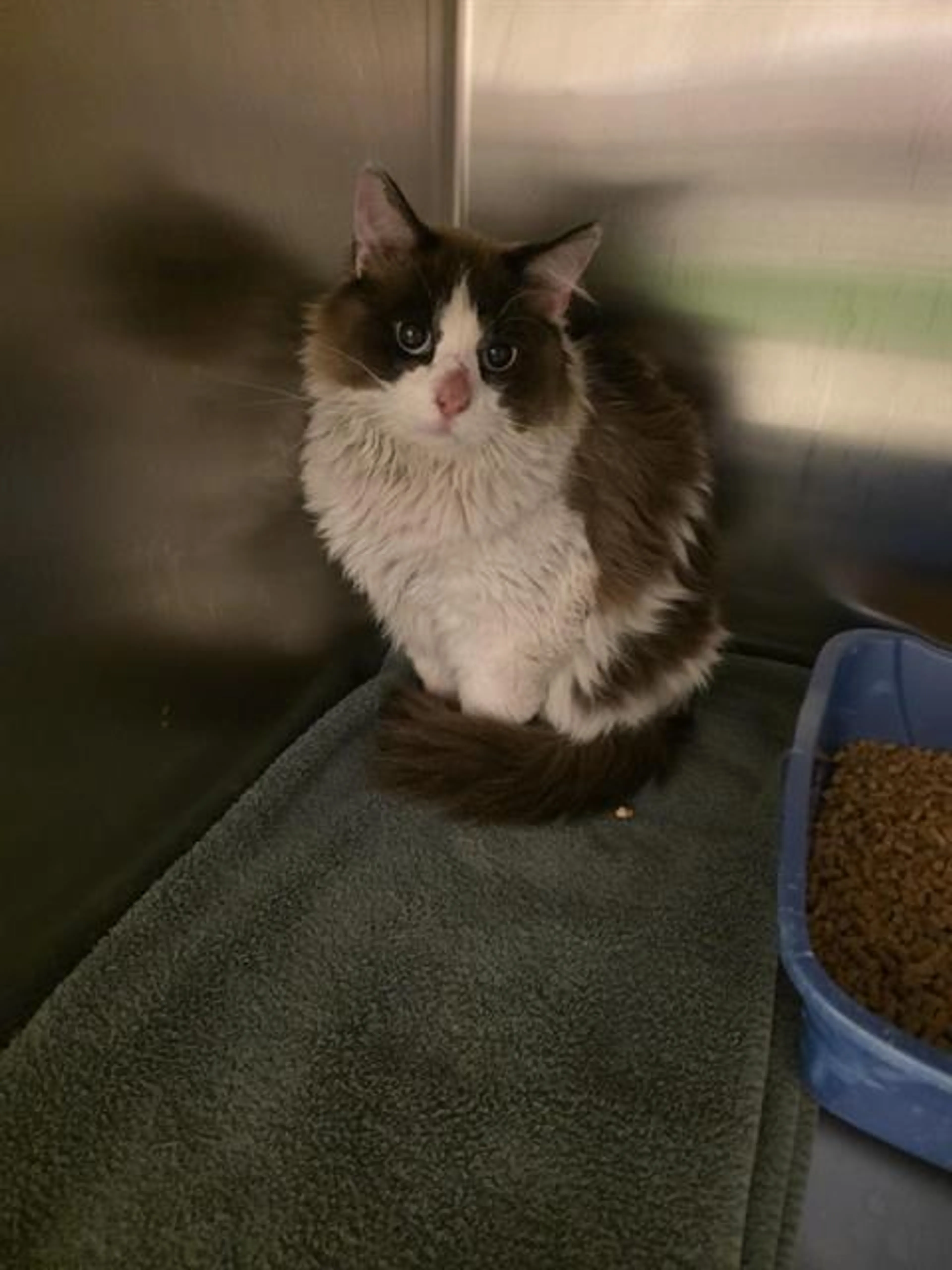 Found pet