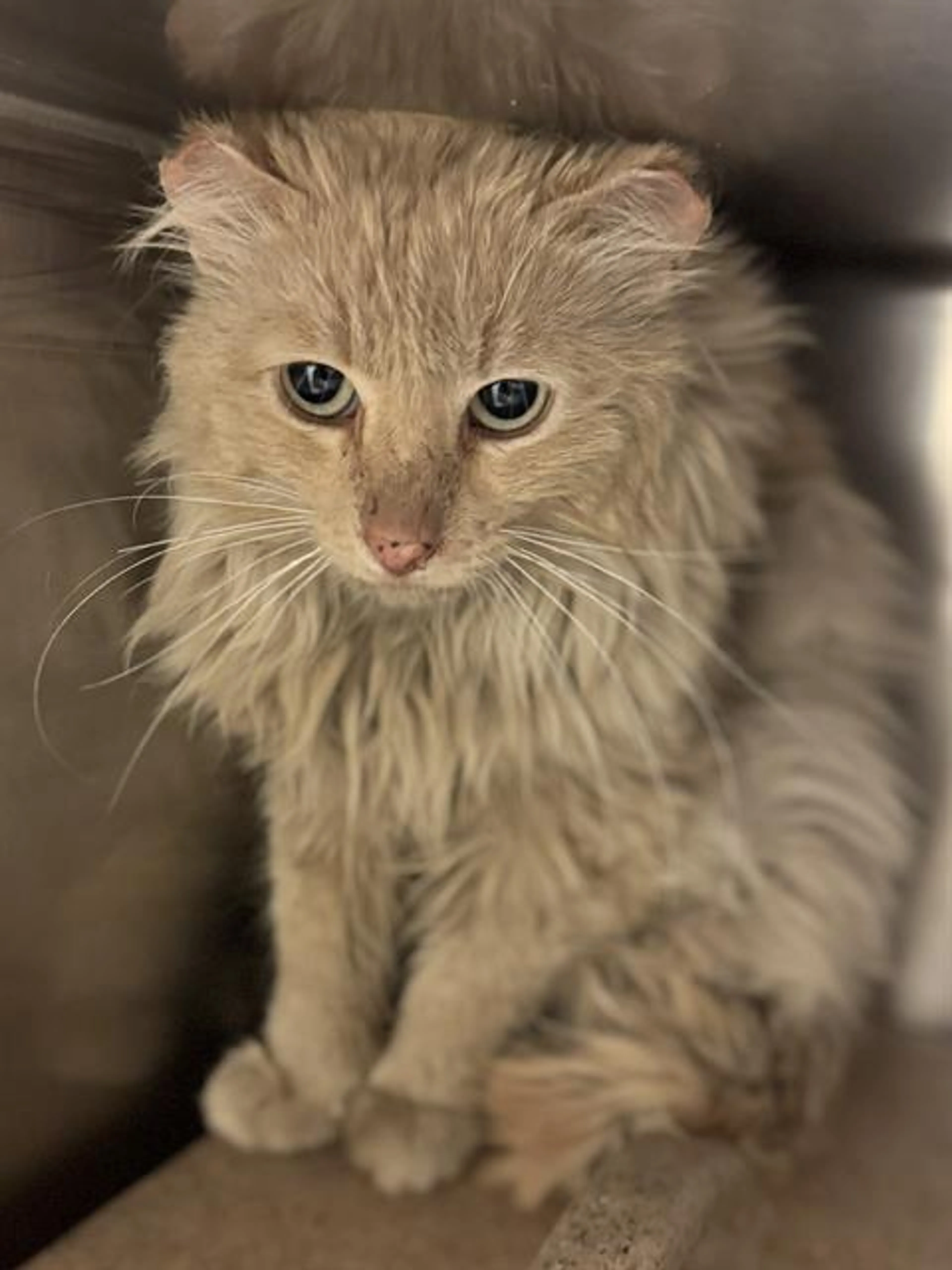 Found pet