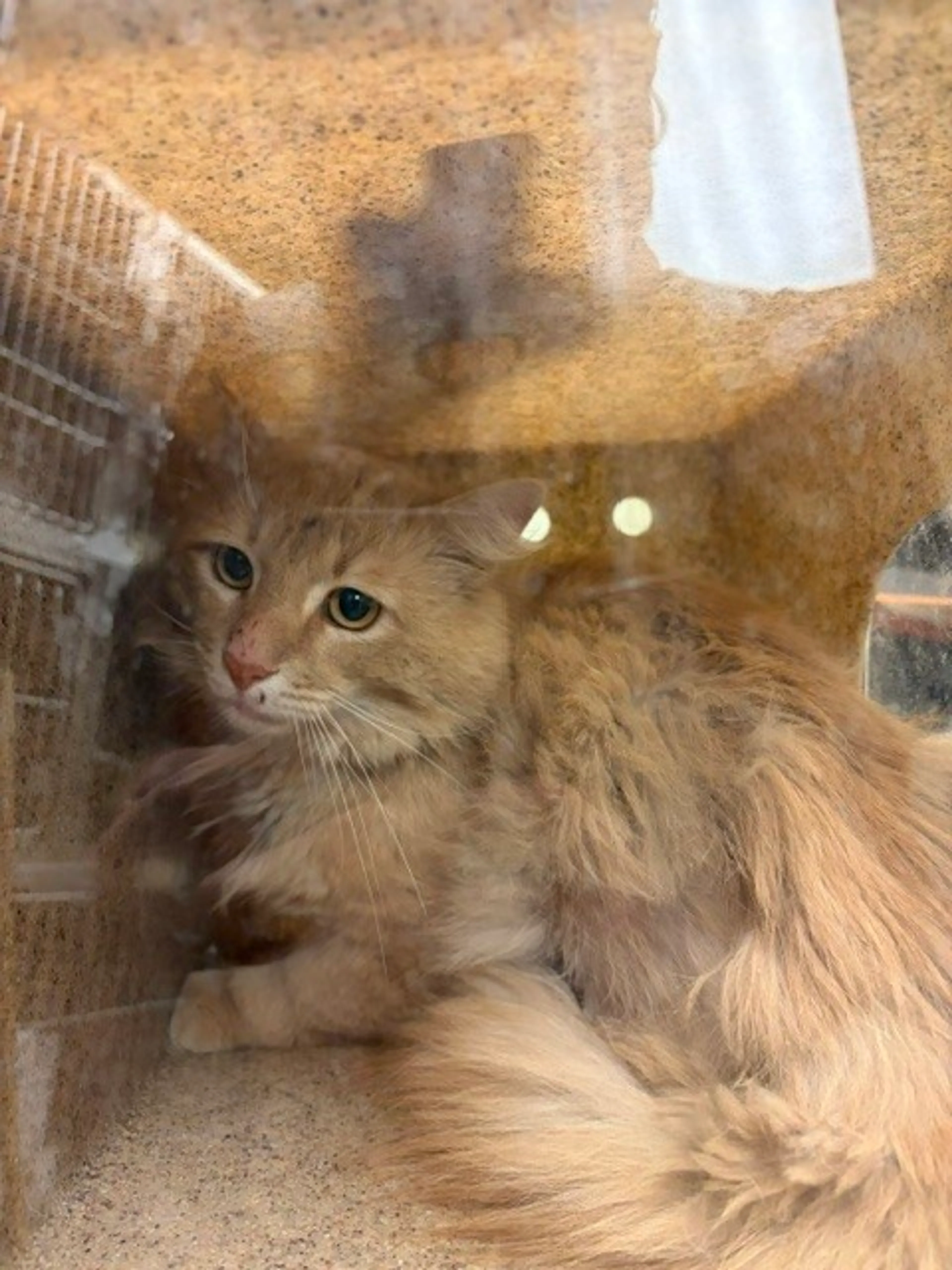 Found pet