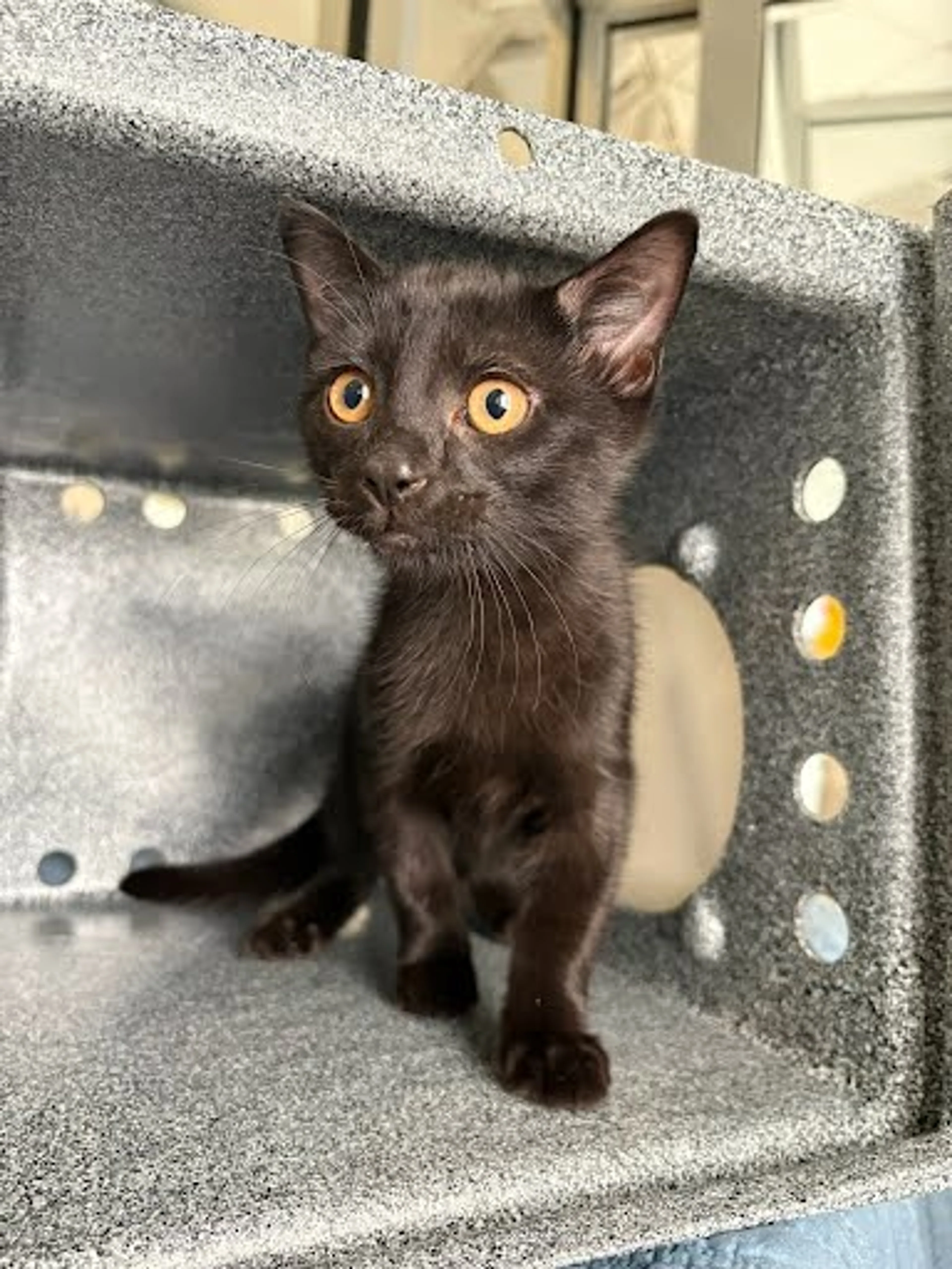 Found pet