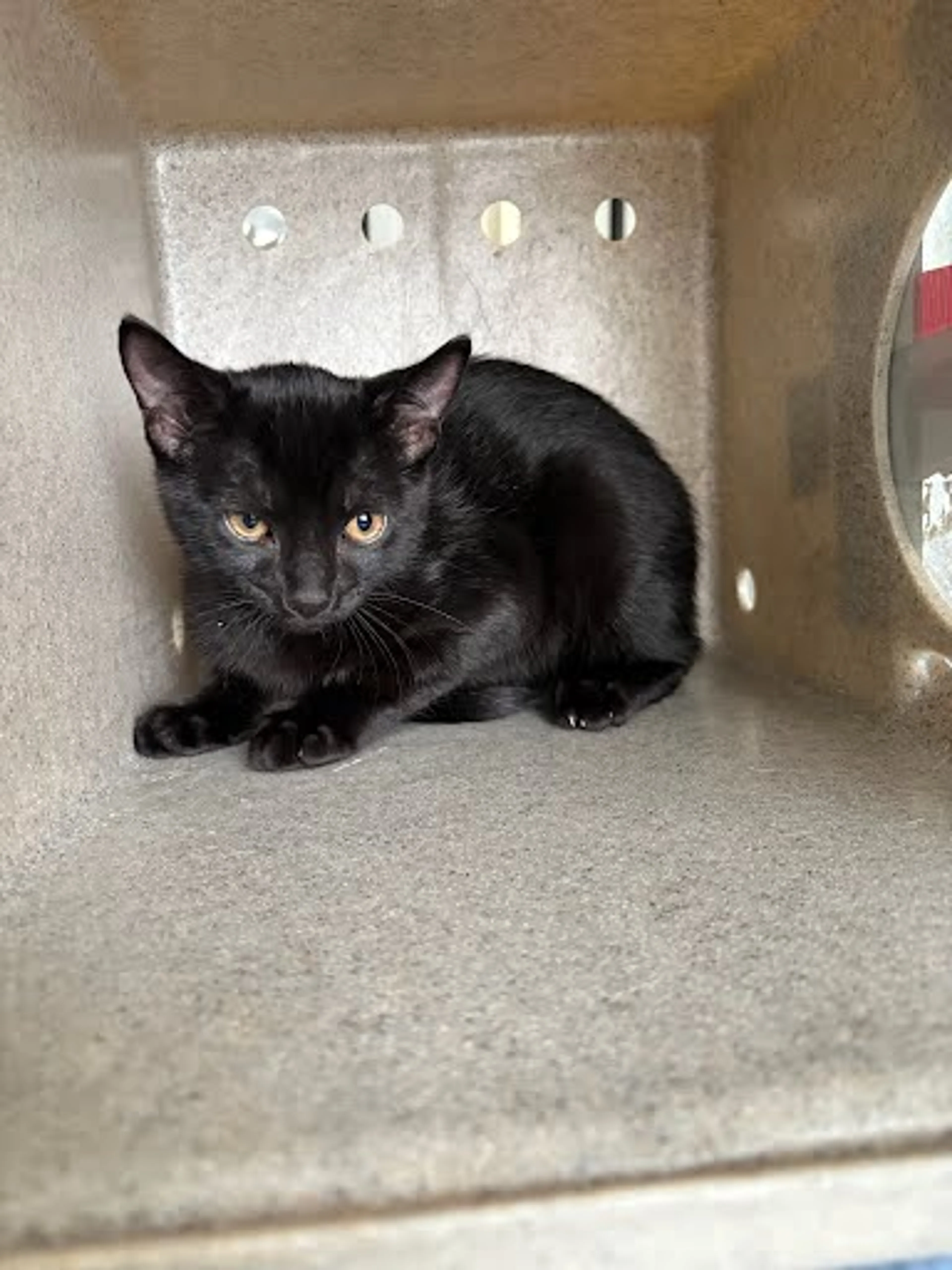 Found pet
