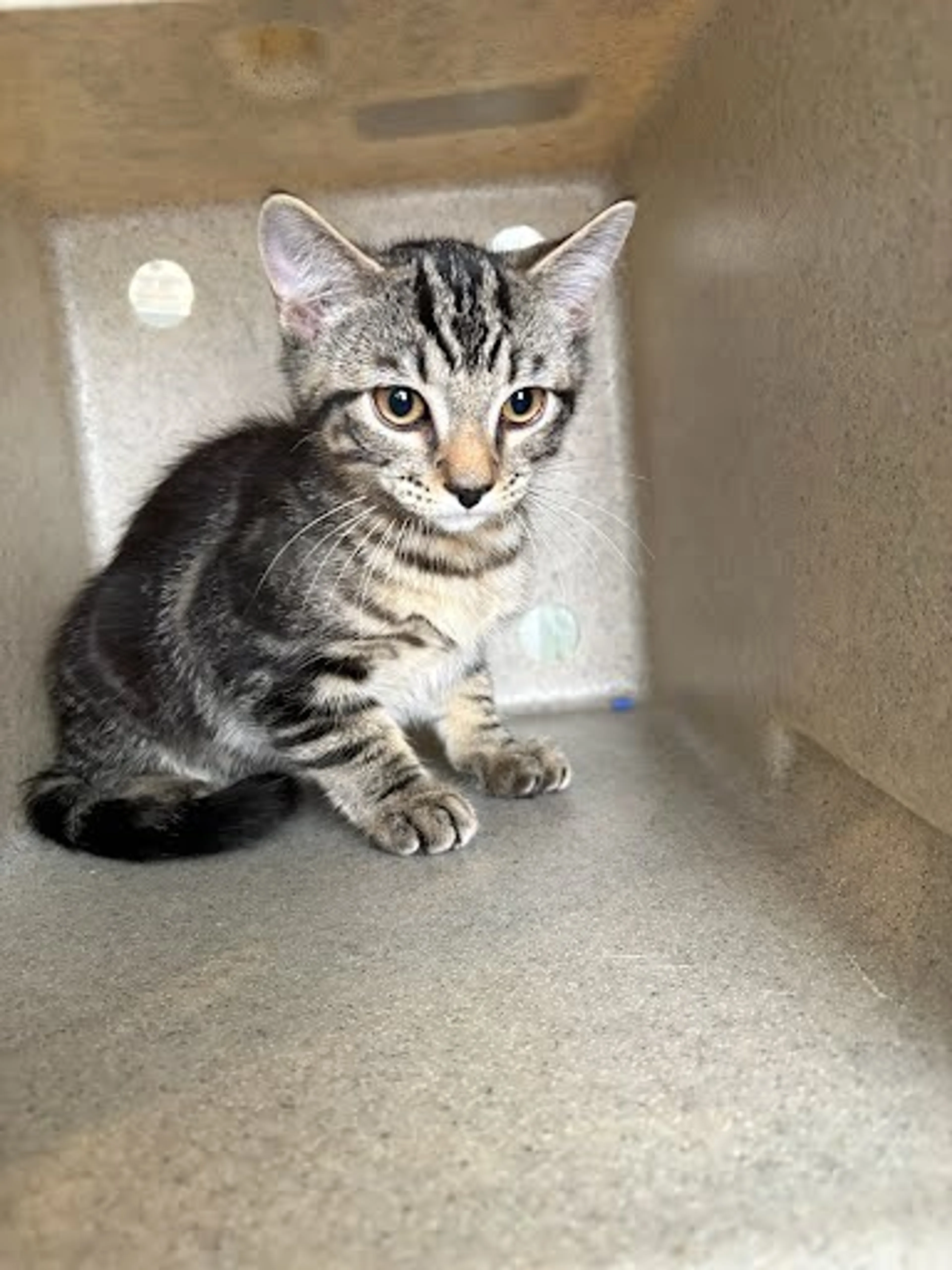 Found pet