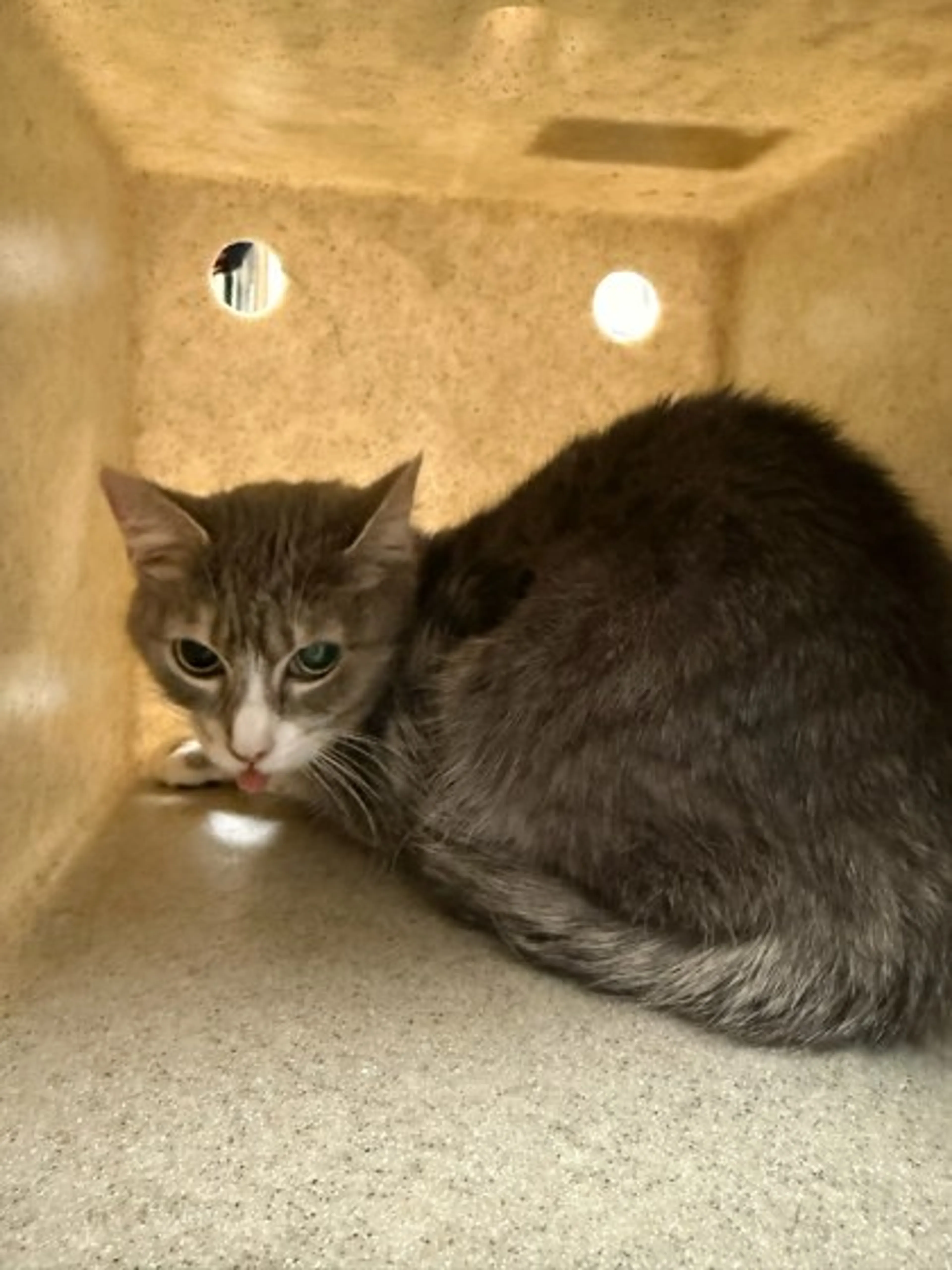Found pet