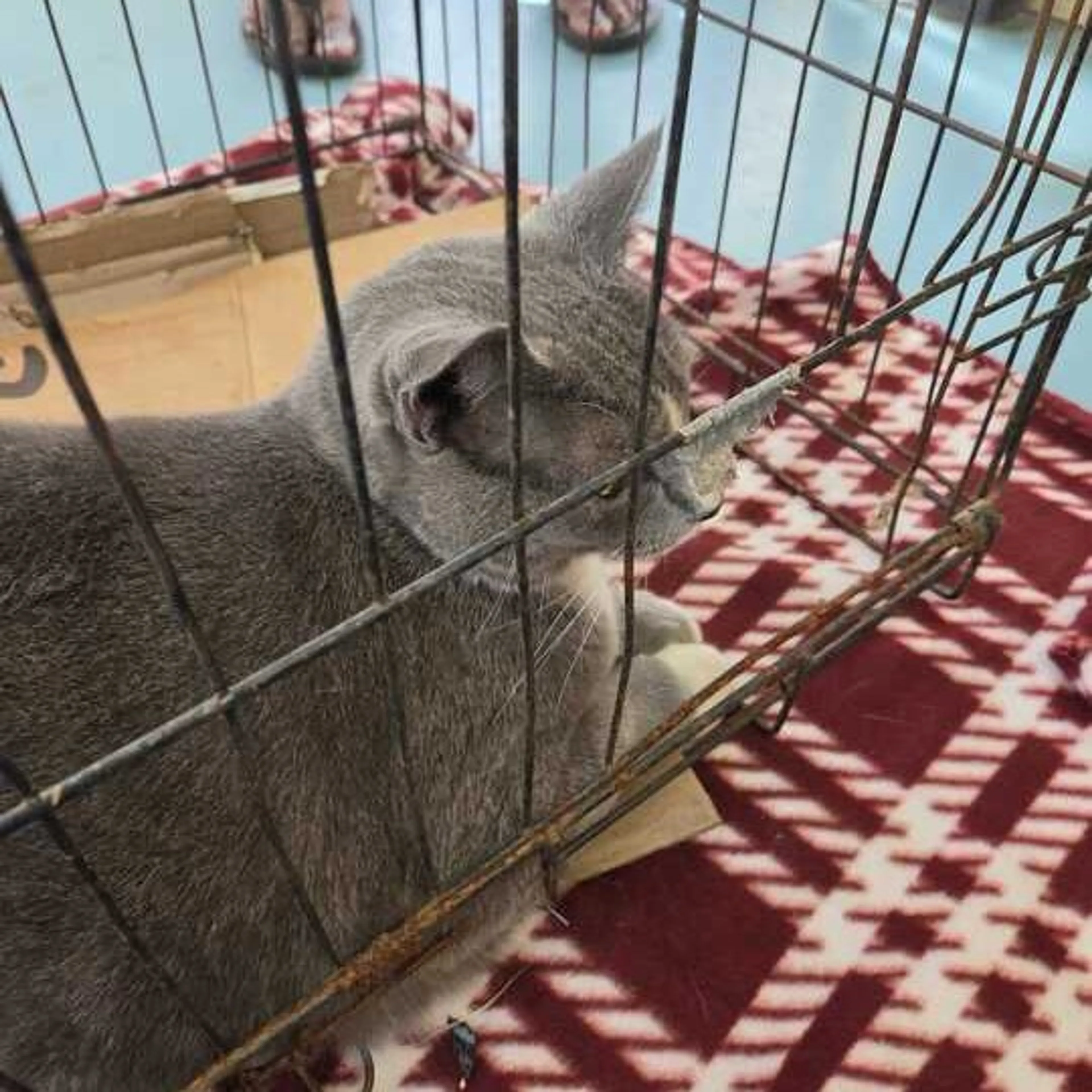 Found pet