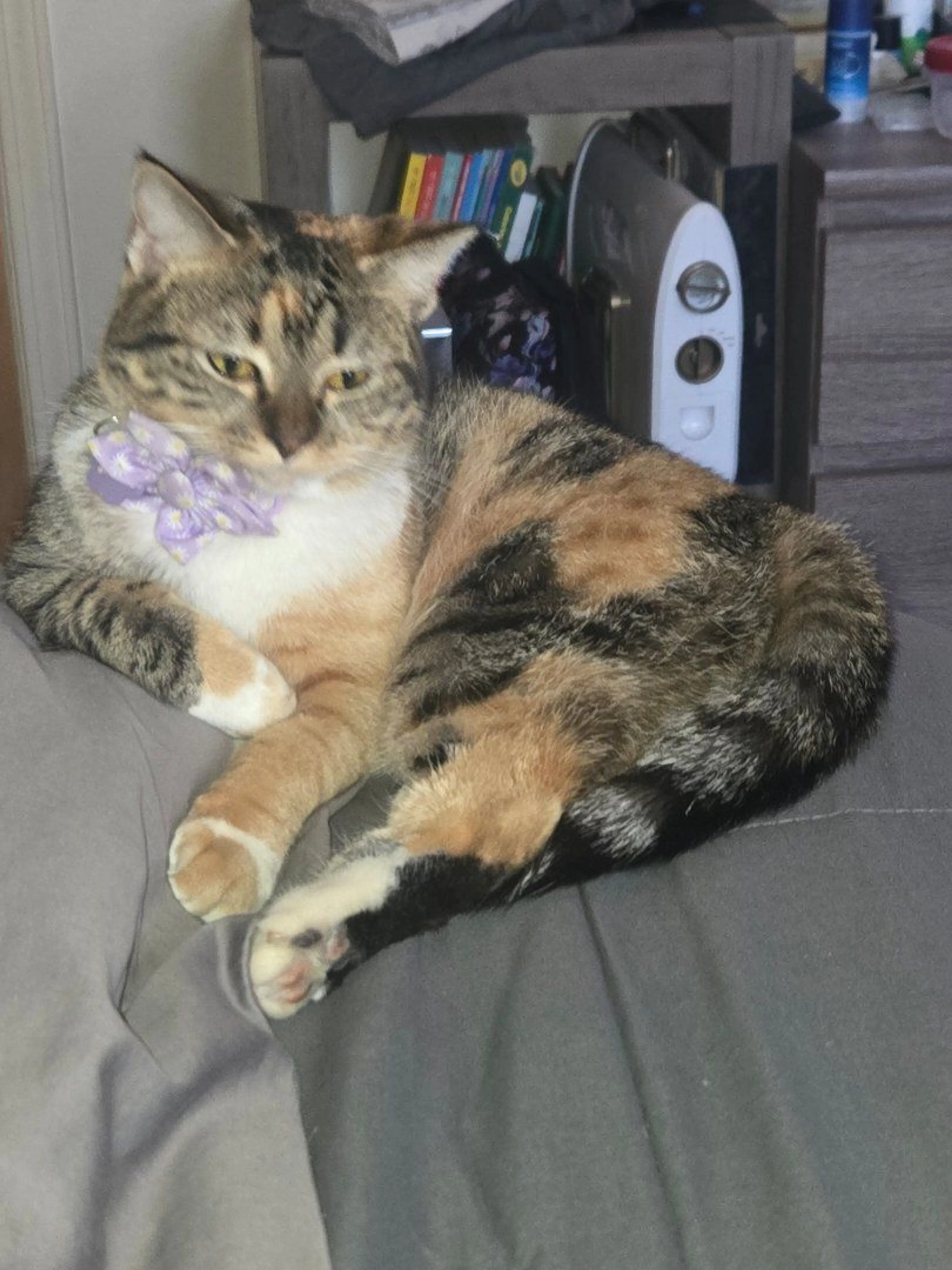 Lost pet