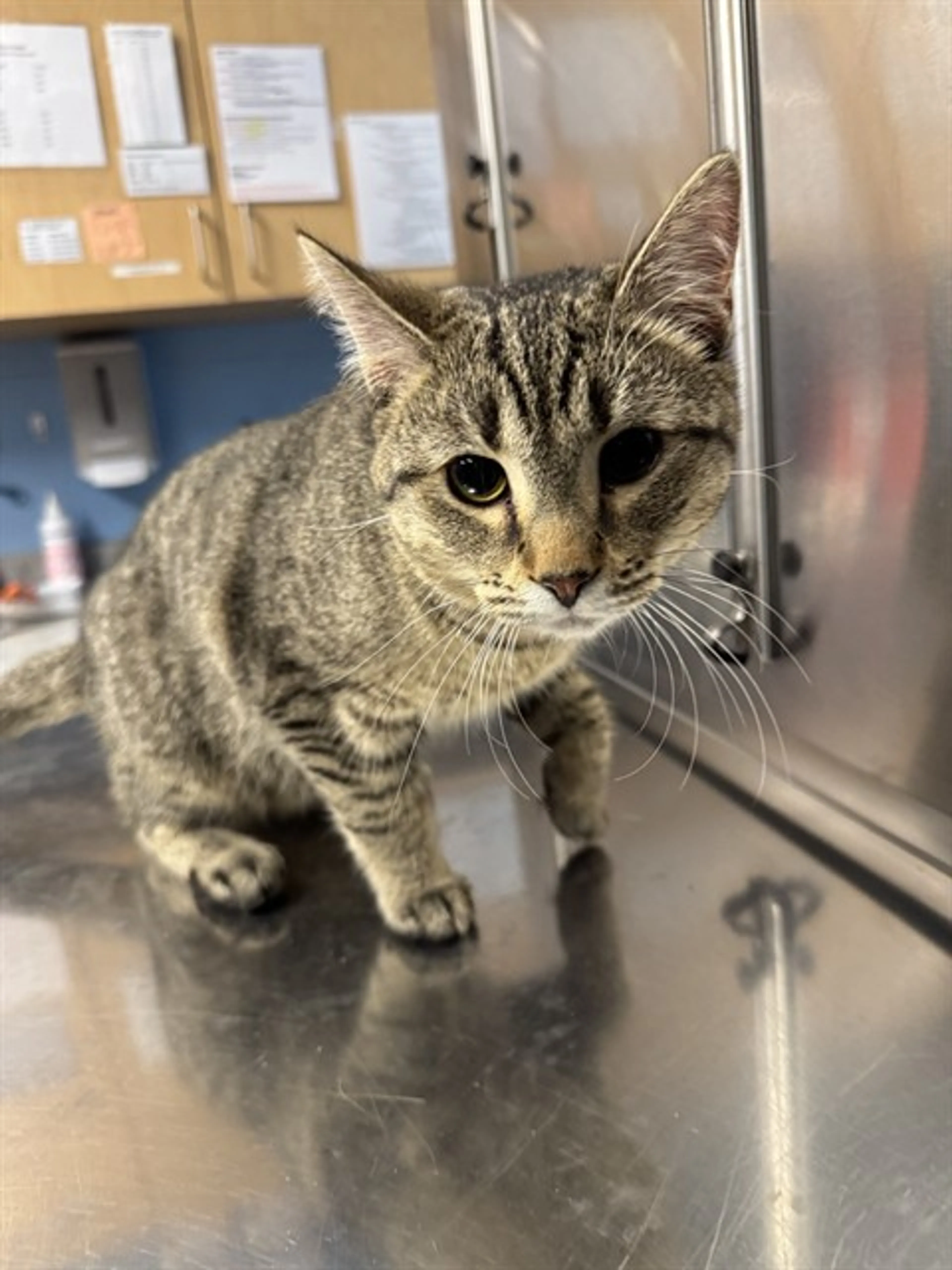 Found pet