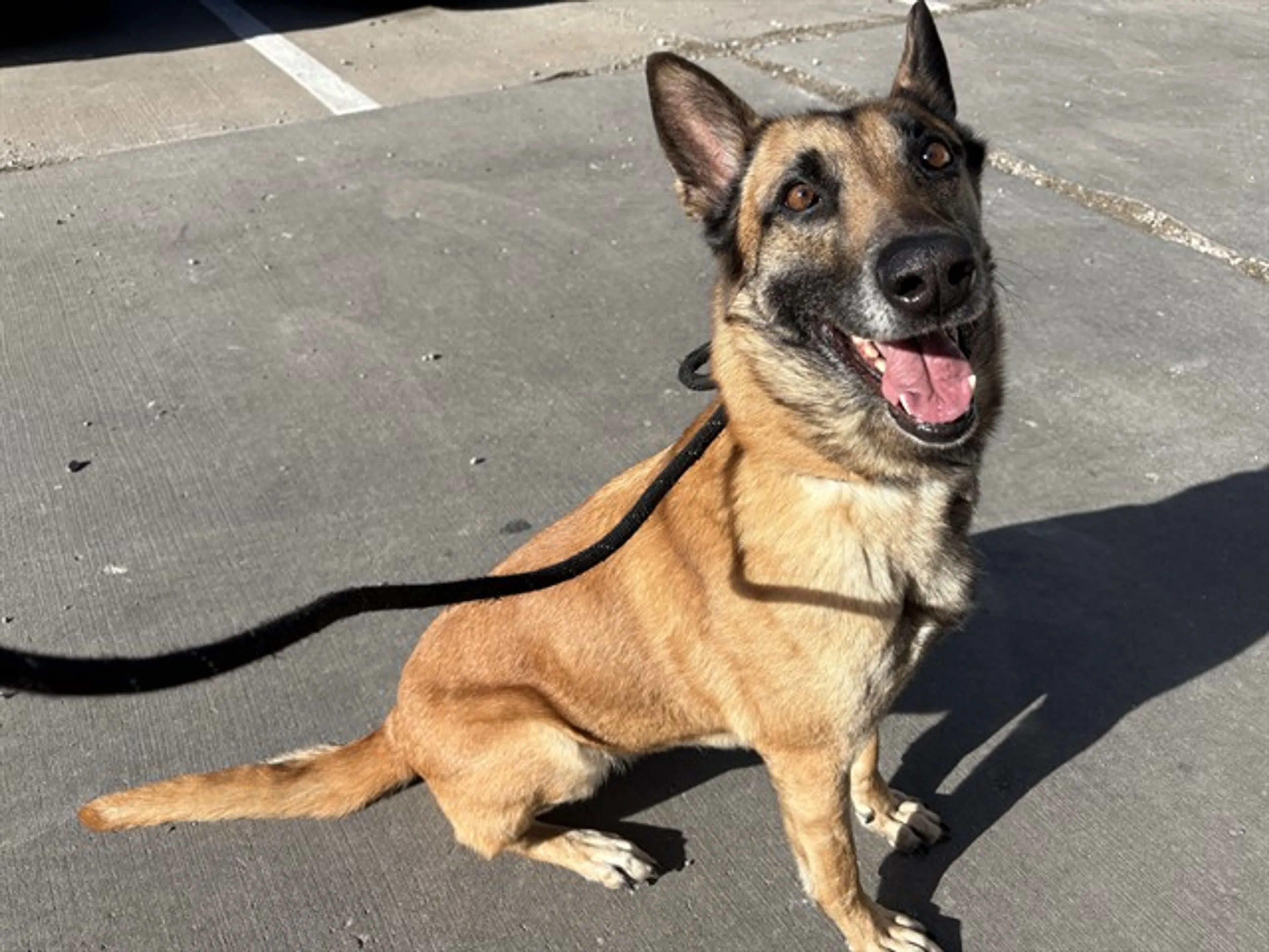 Found pet