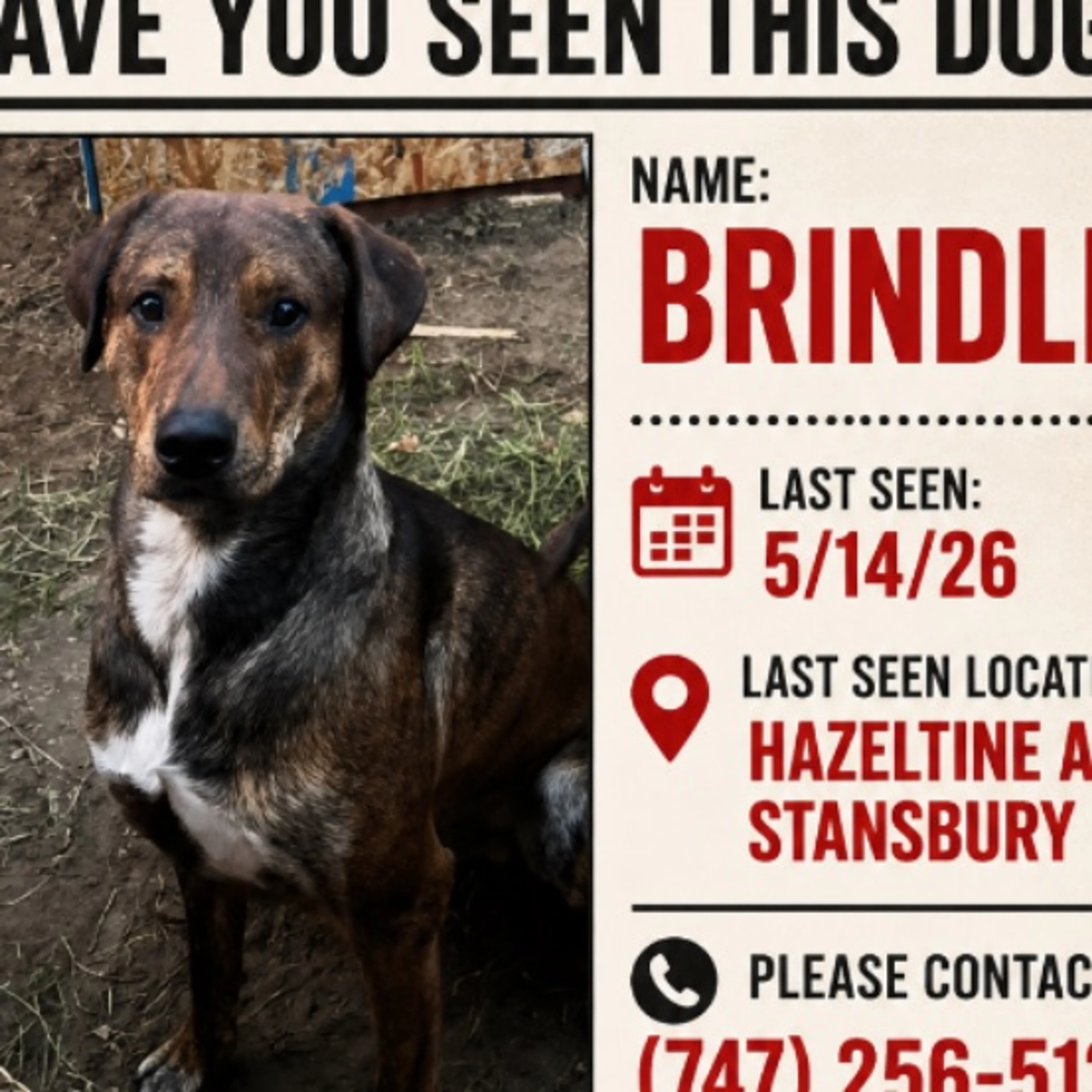 Lost pet