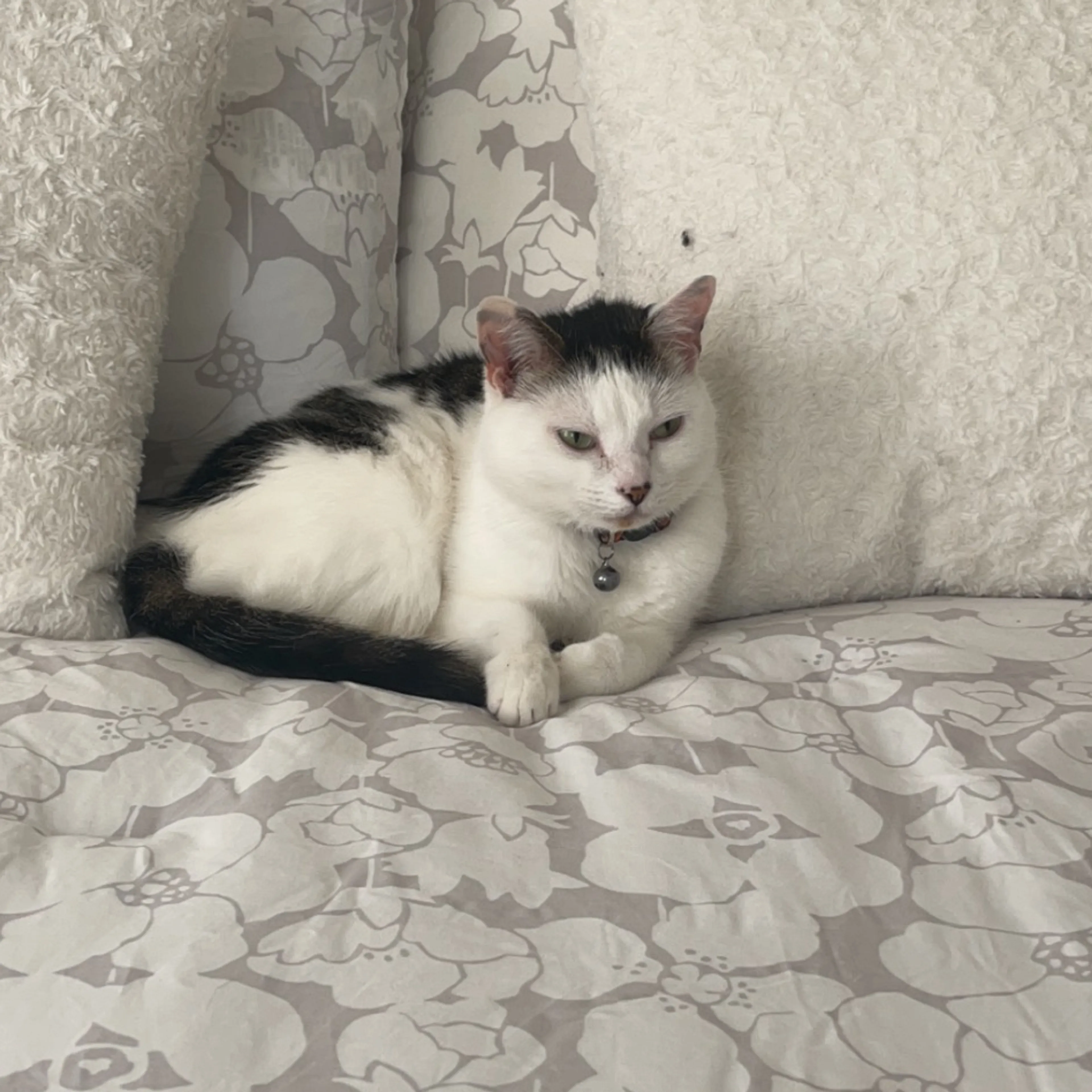 Lost pet-1