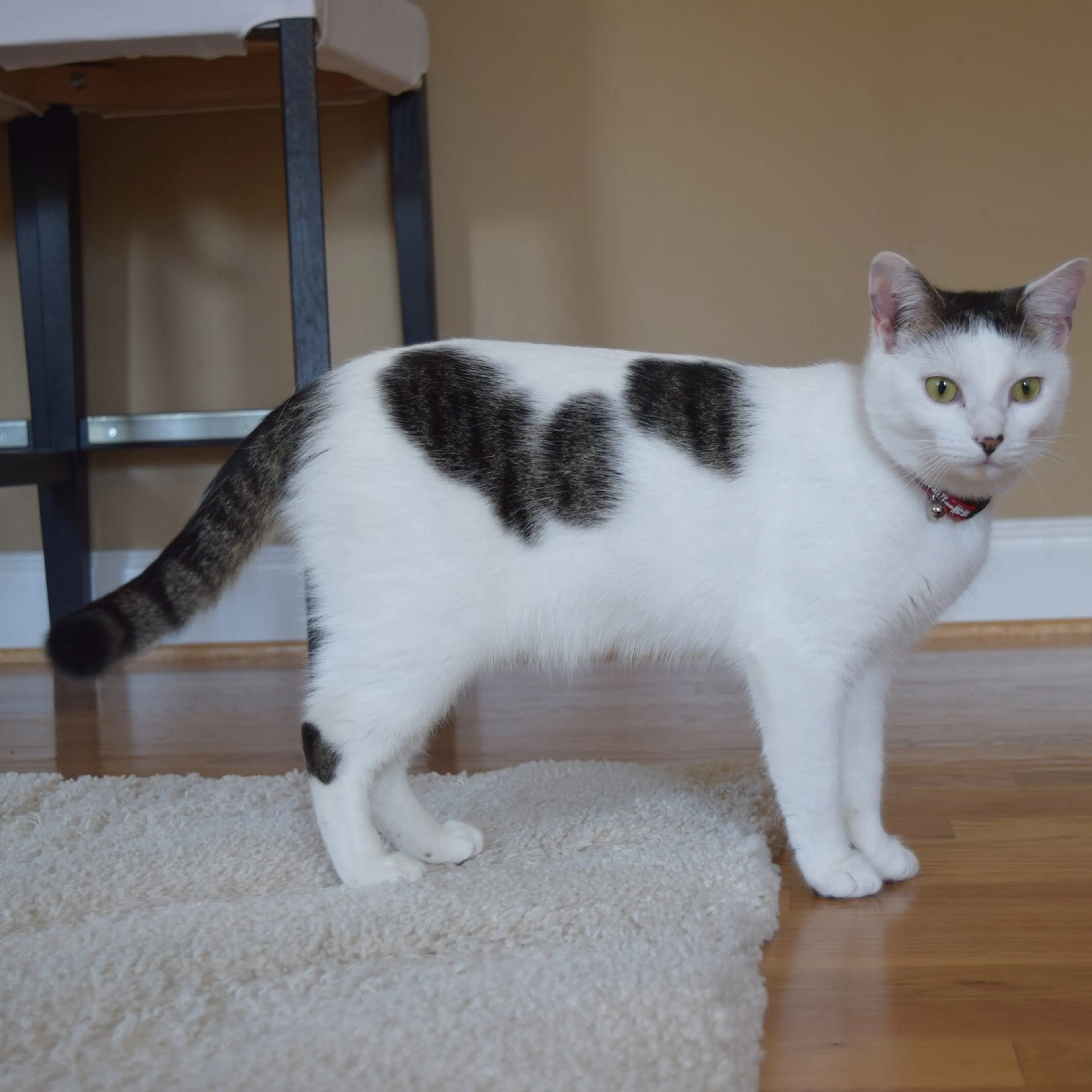 Lost pet-3