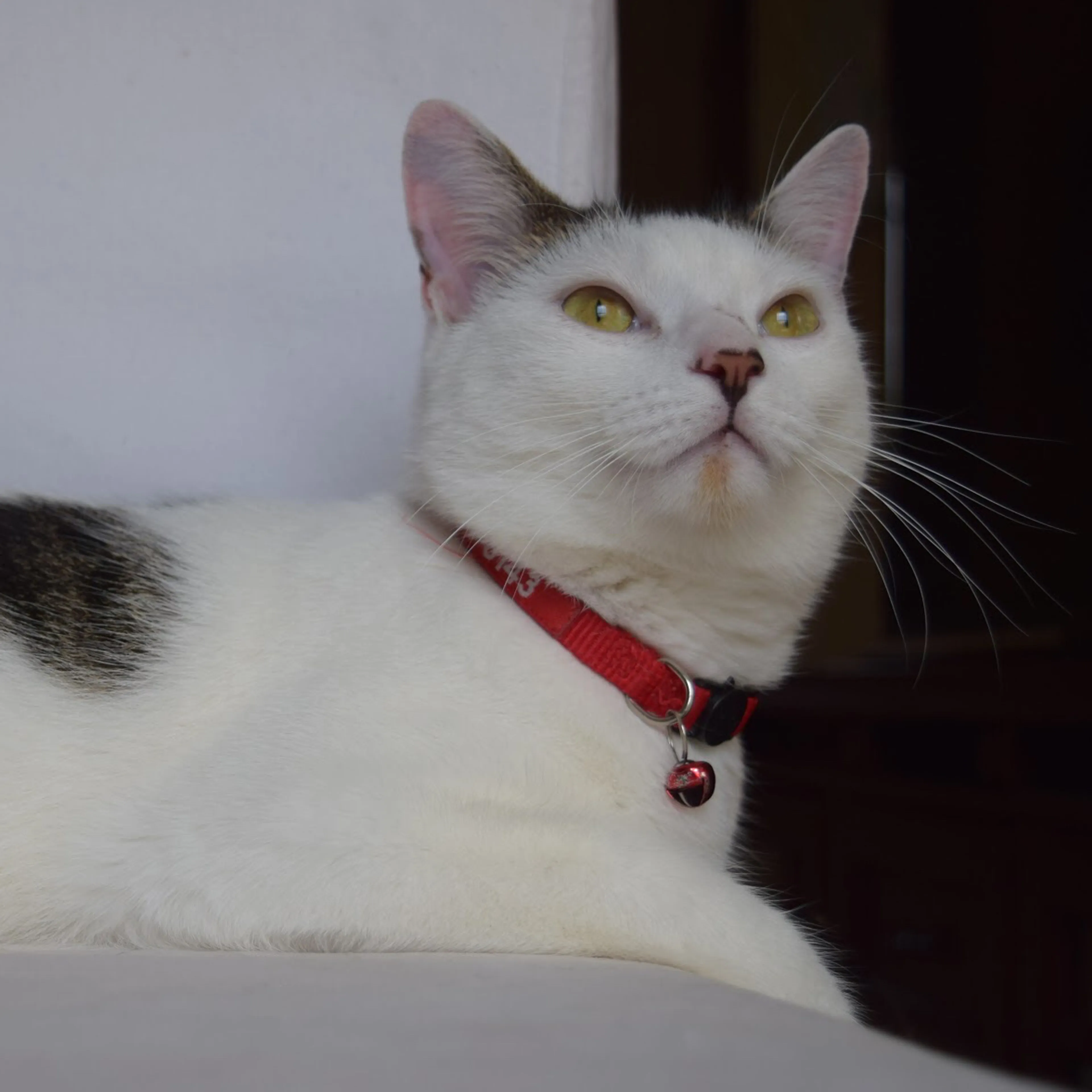 Lost pet-2