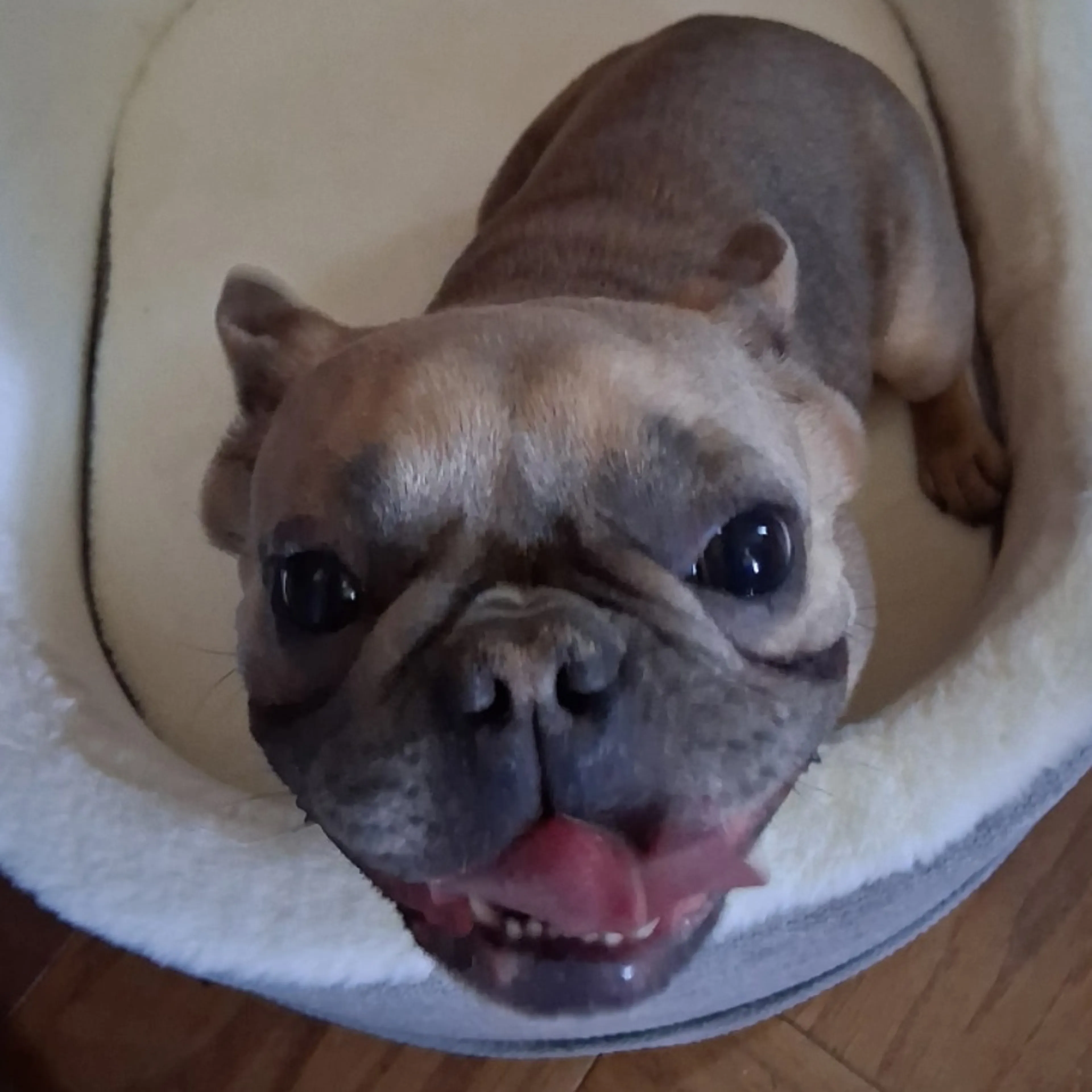 Lost pet