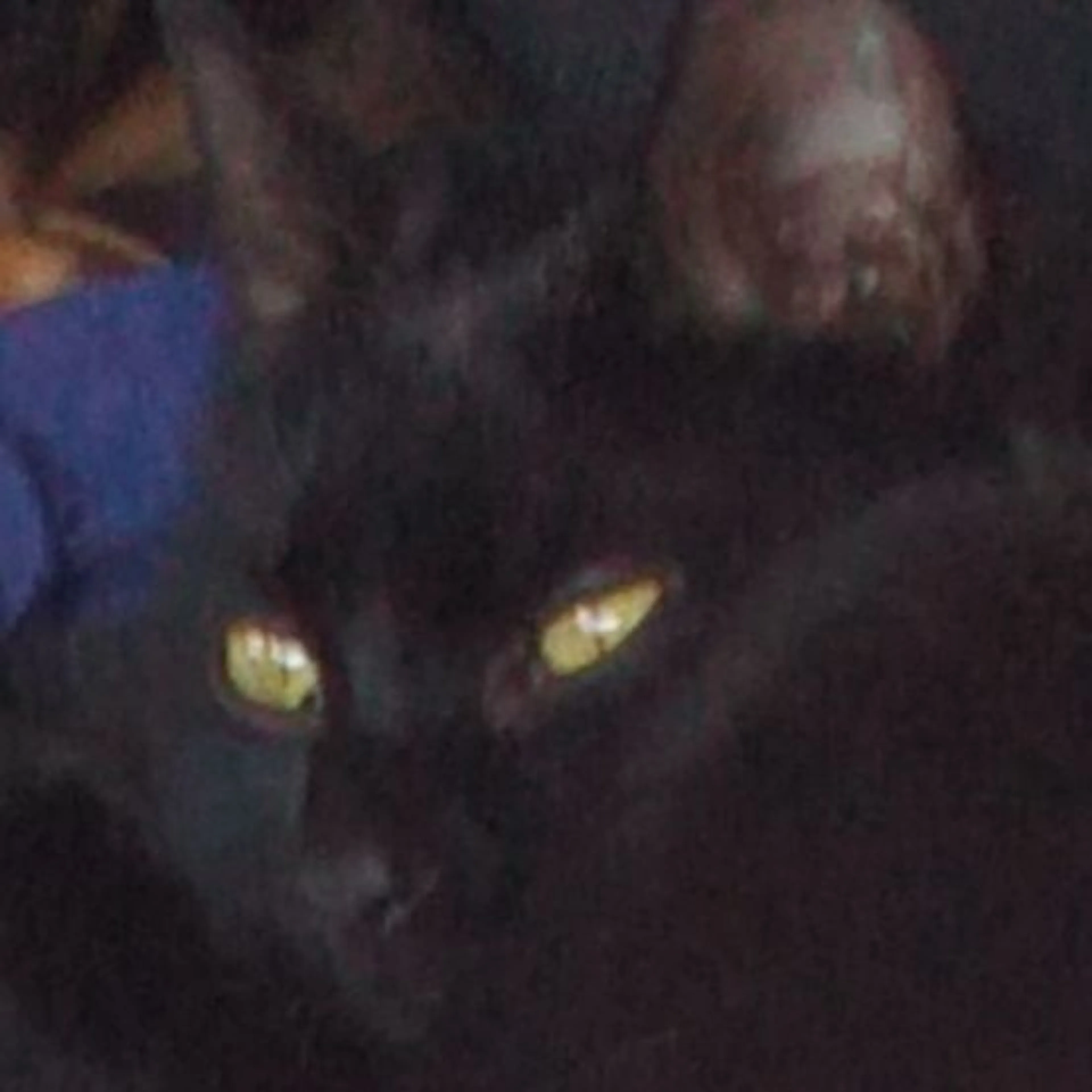 Lost pet-0