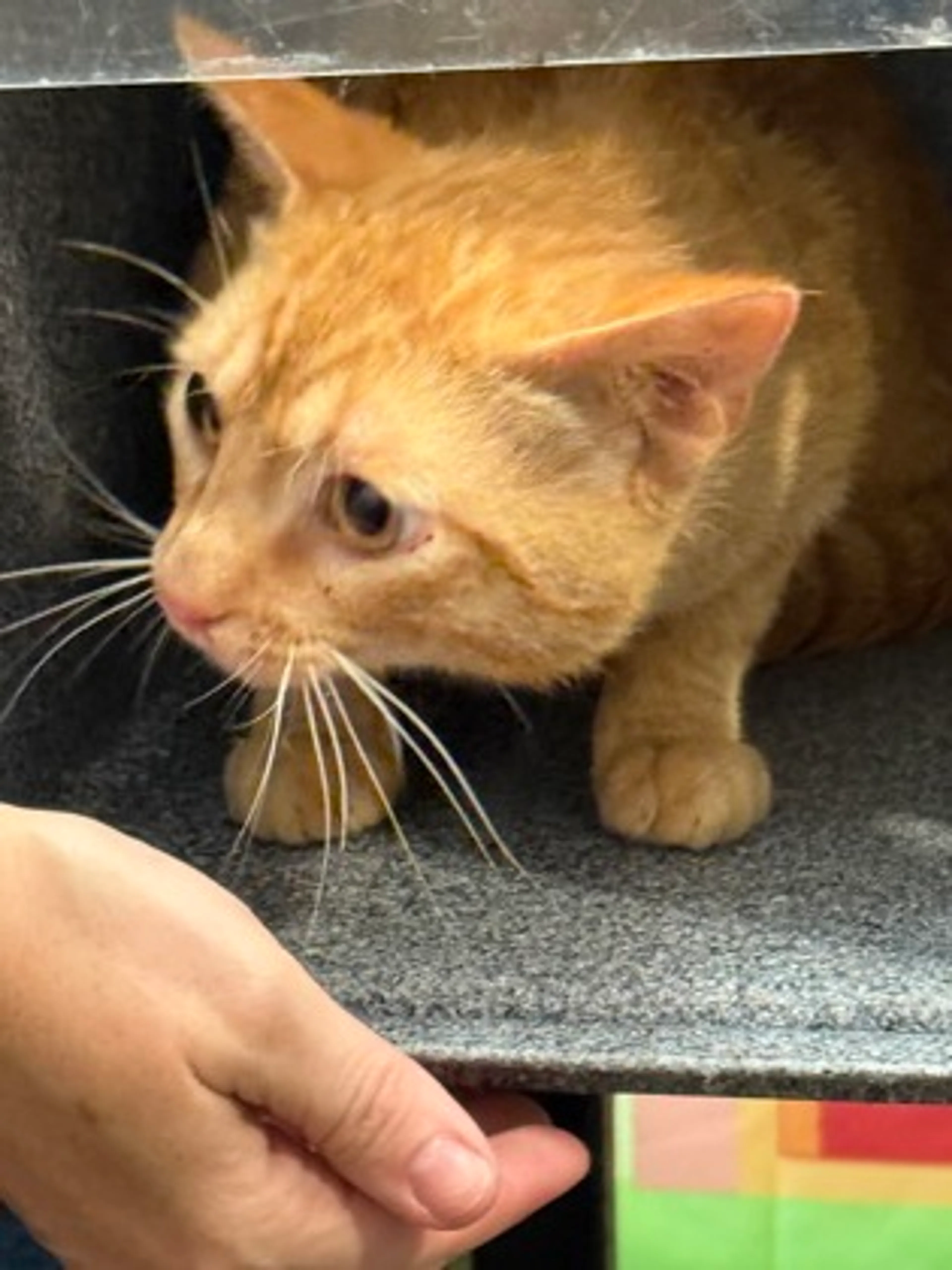 Found pet
