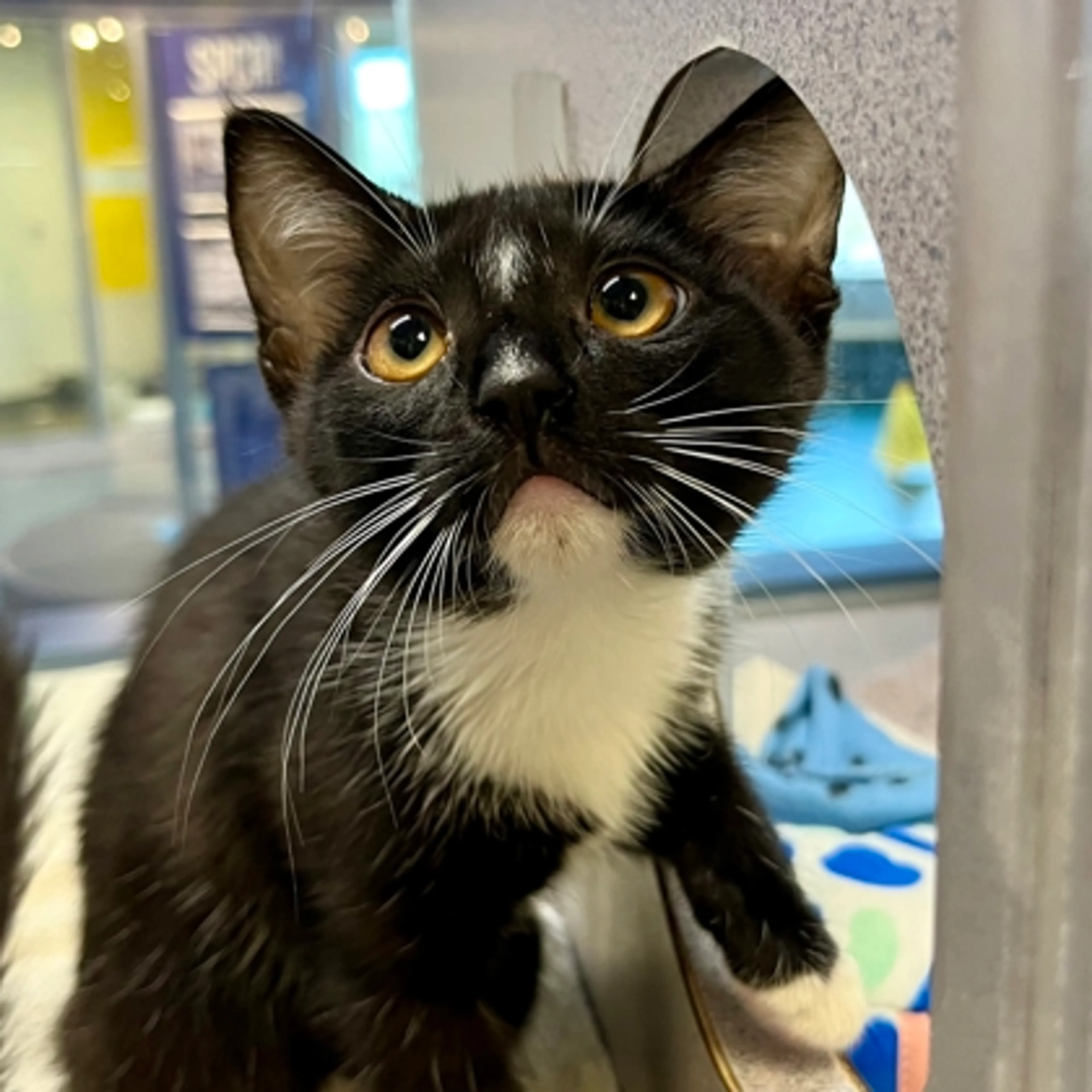 Found pet-1