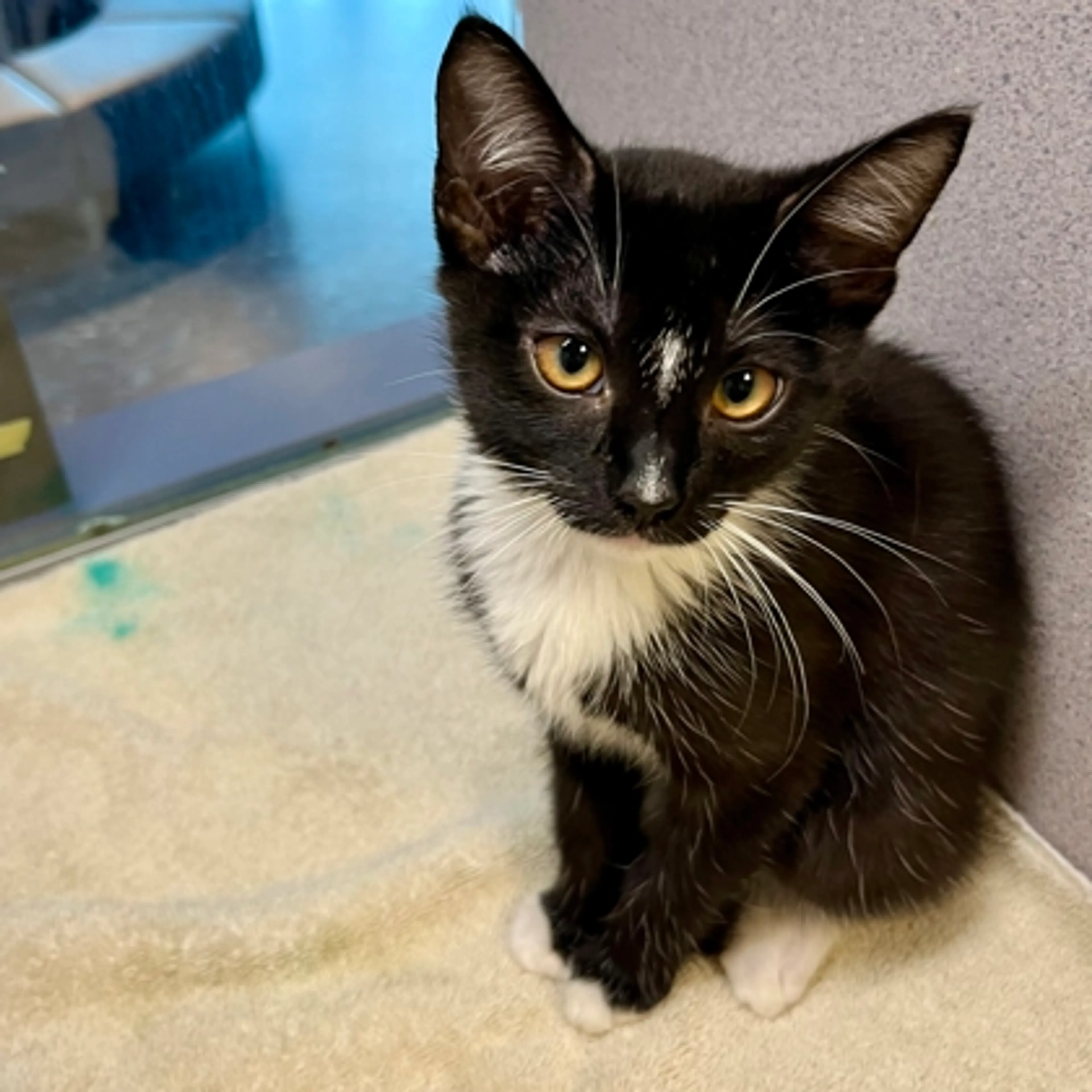 Found pet-2