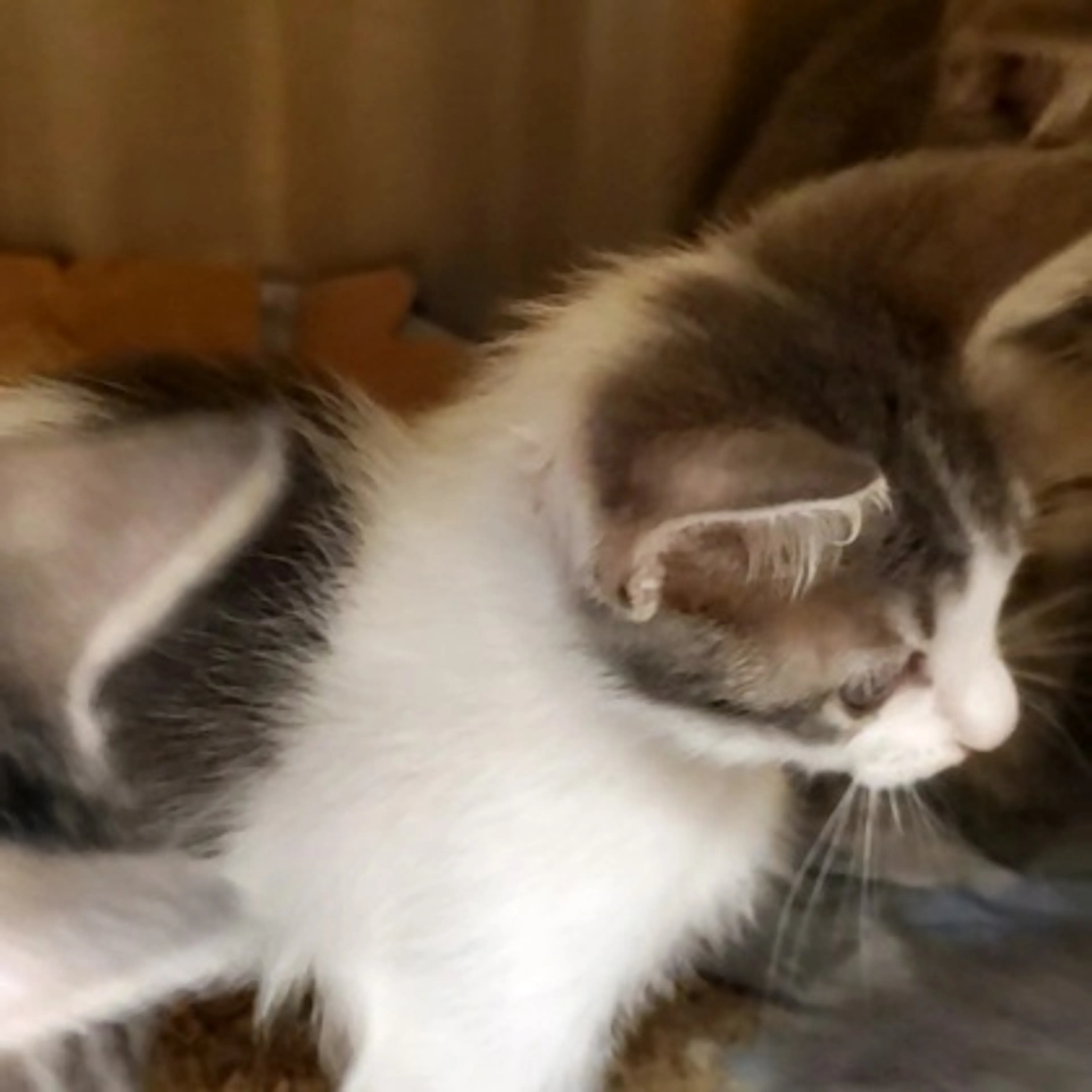 Found pet-1