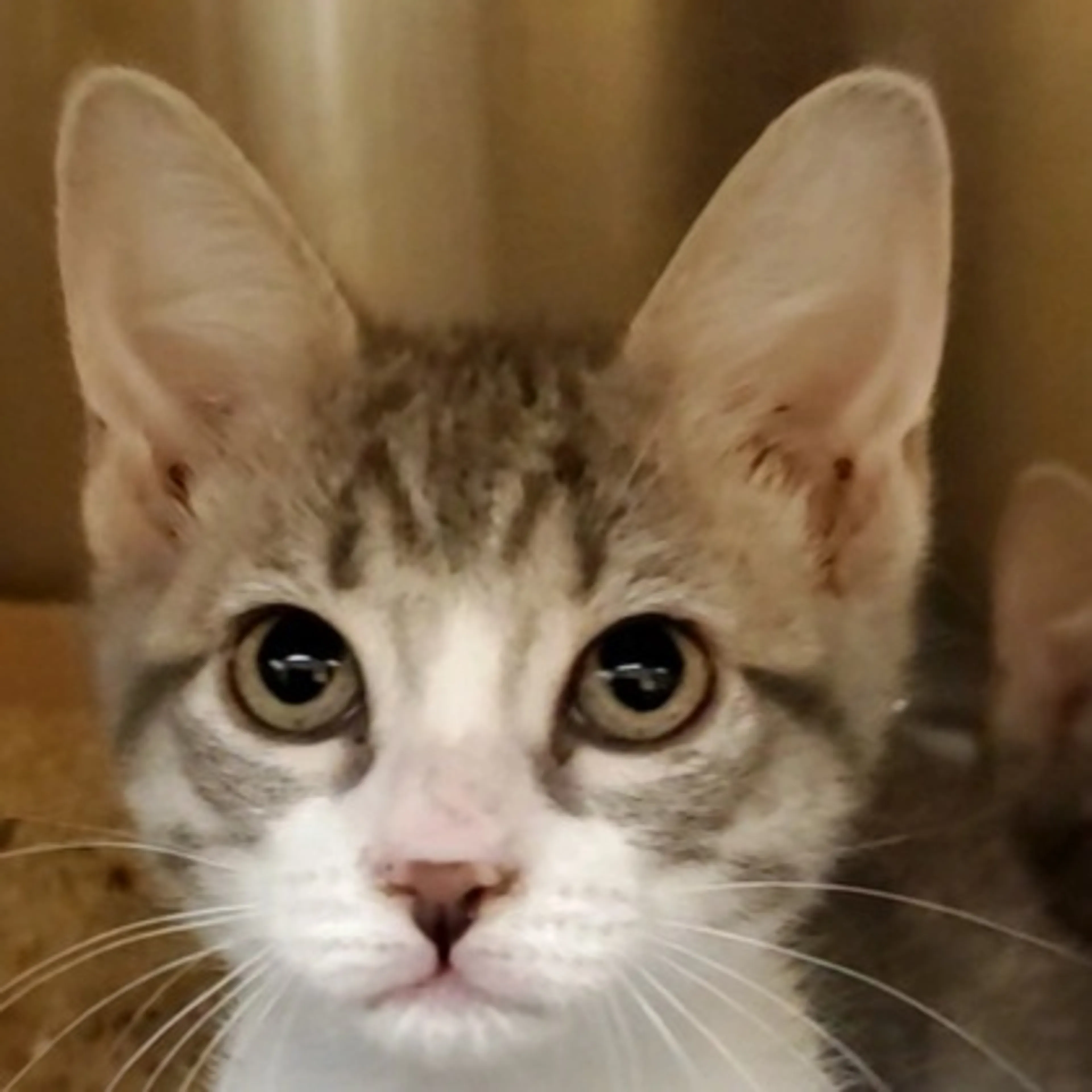 Found pet-1