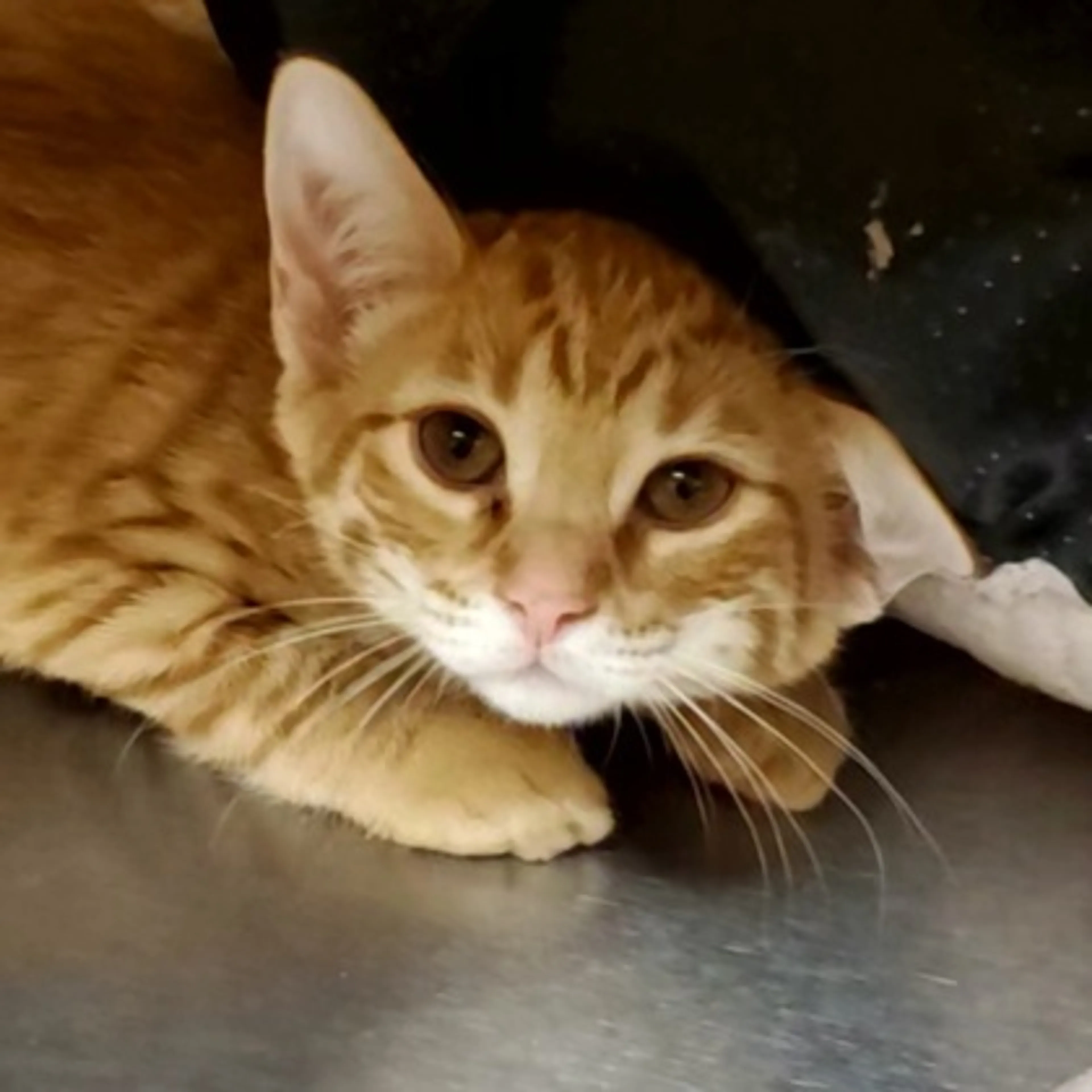 Found pet-1