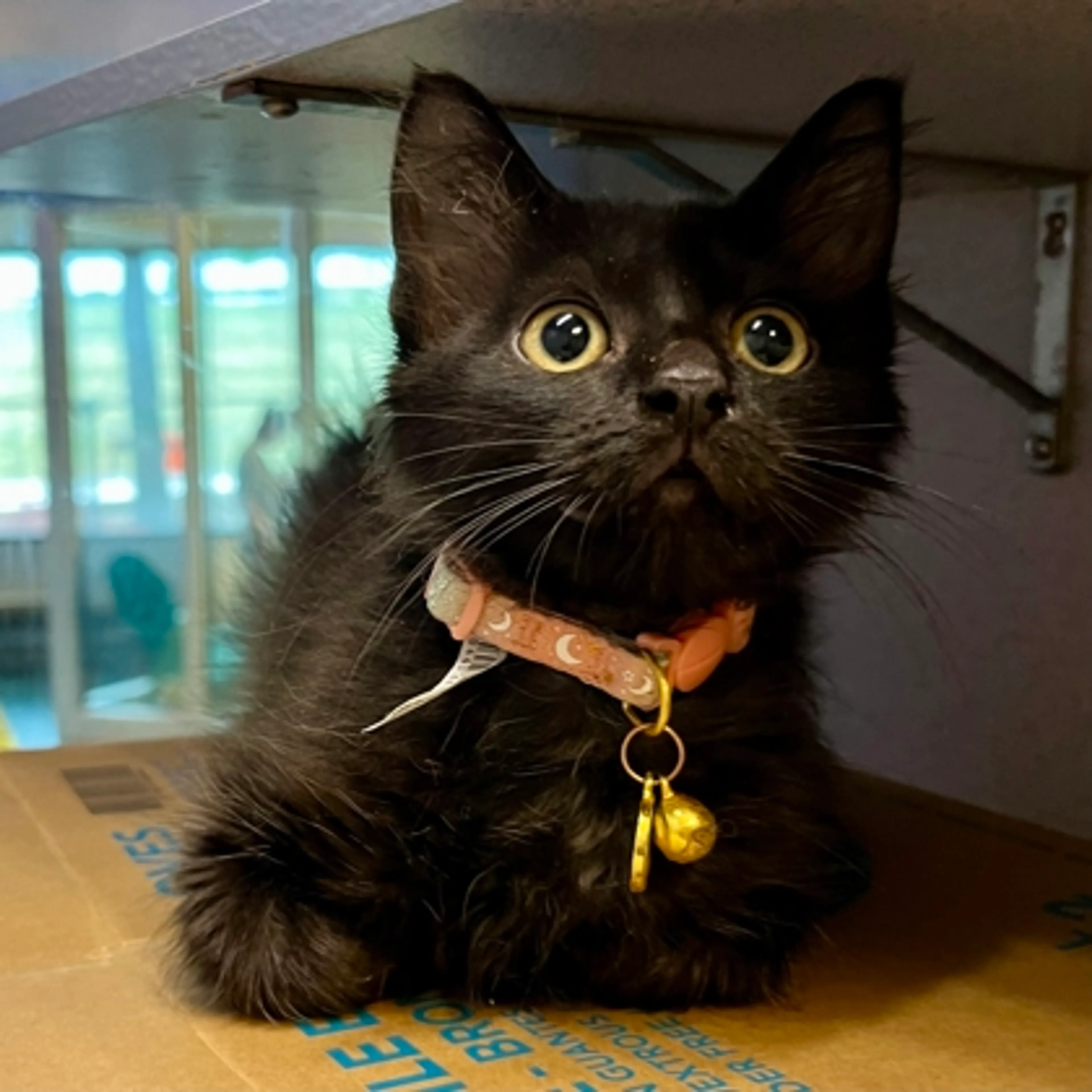 Found pet-0
