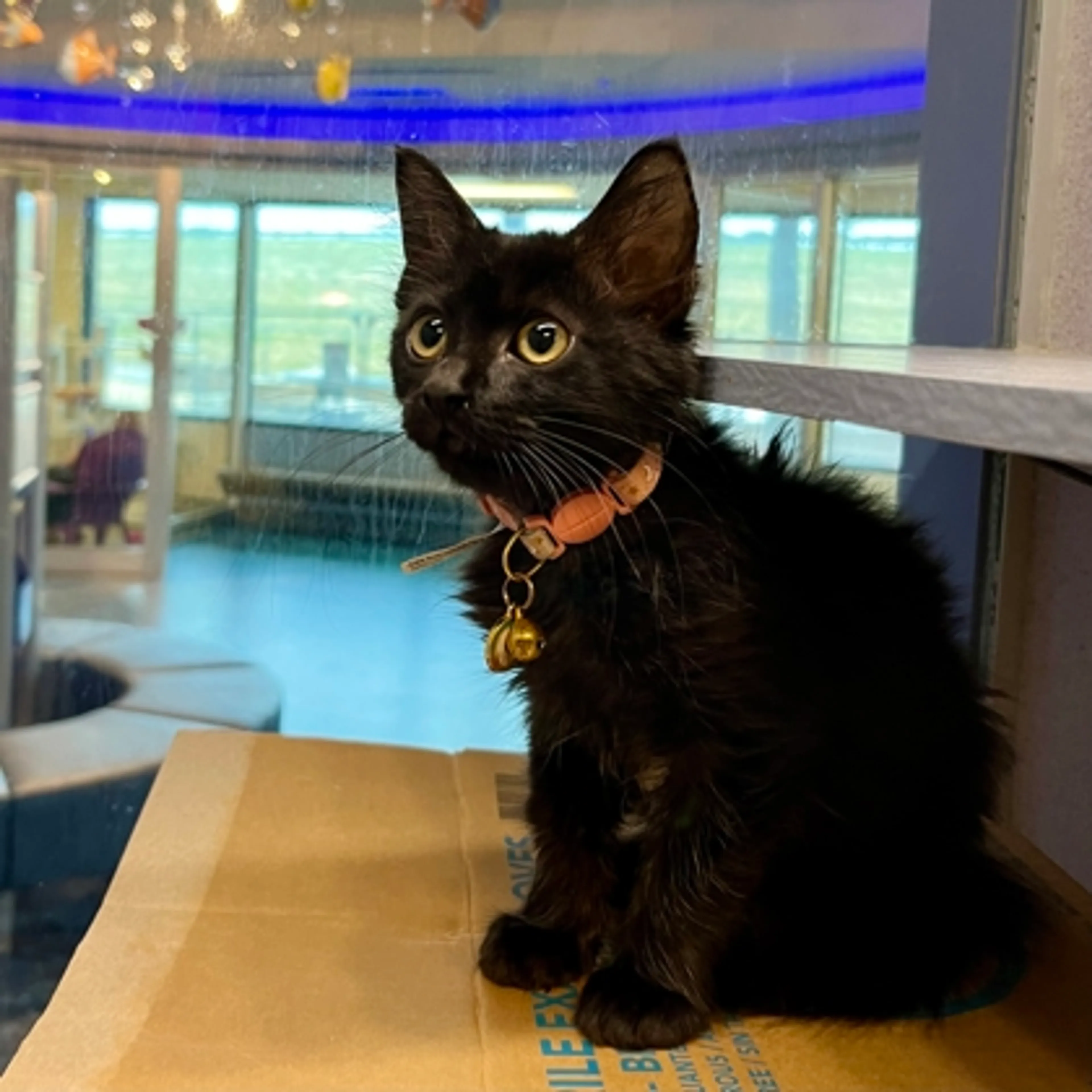 Found pet-1