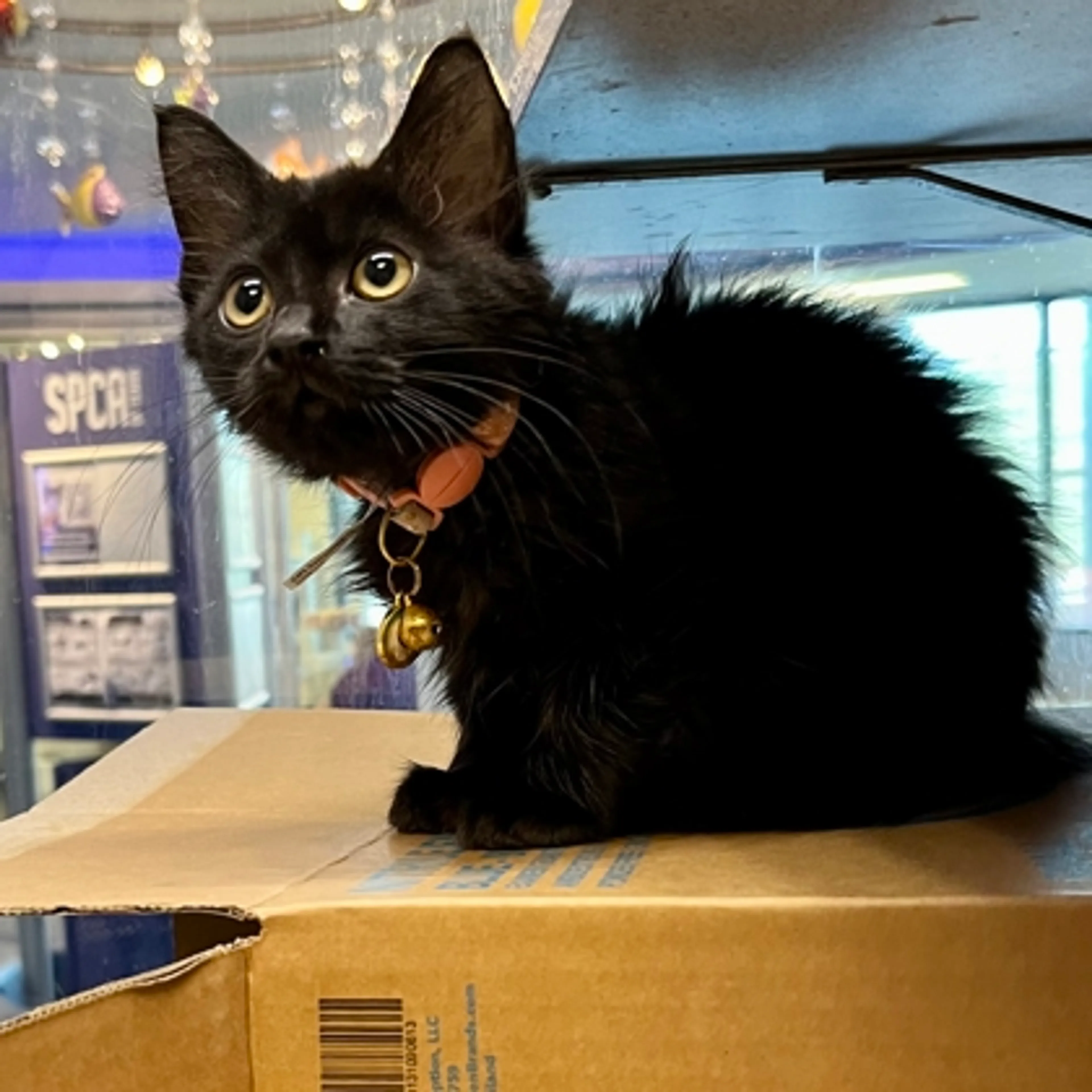 Found pet-2