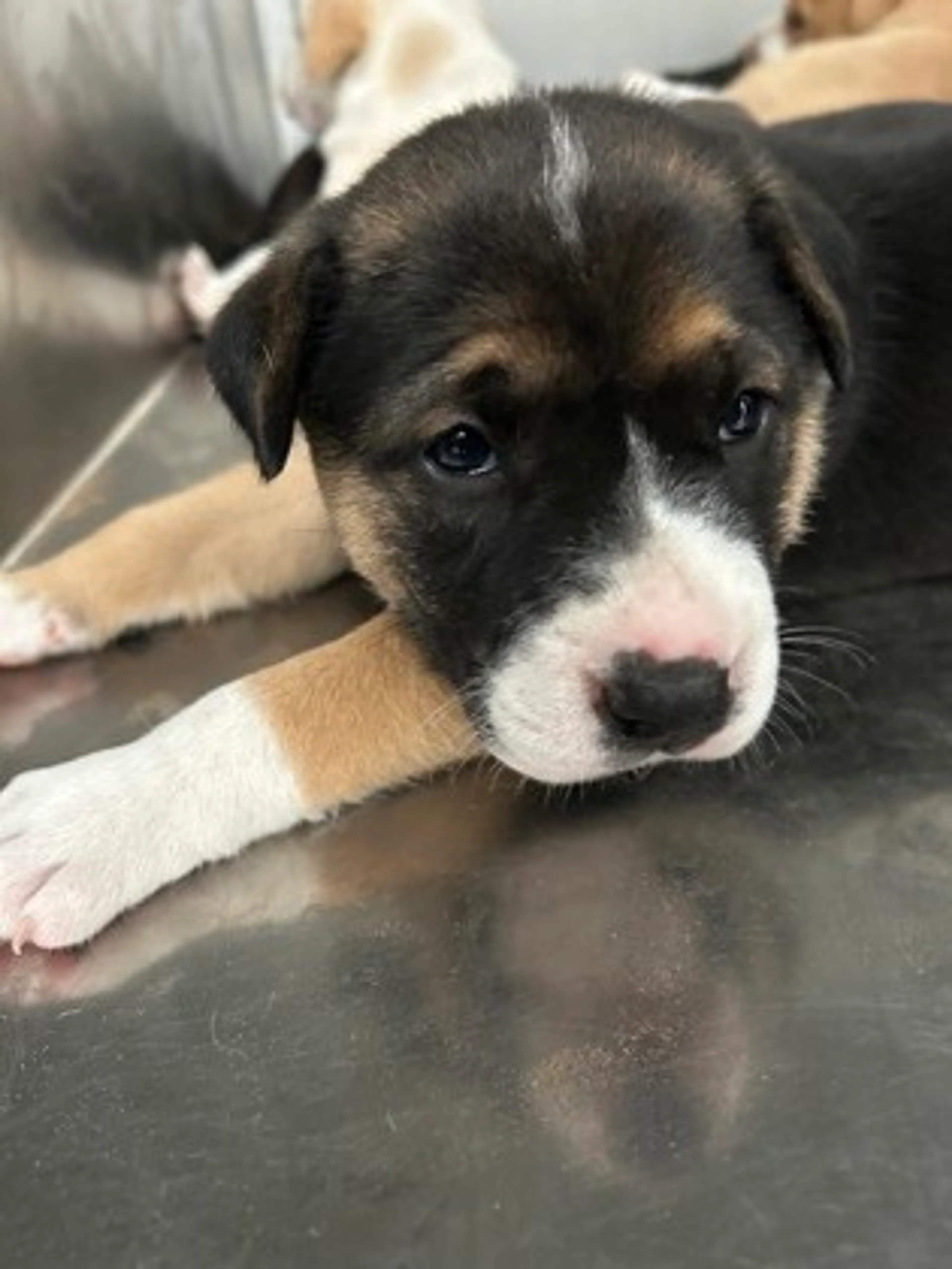 Found pet