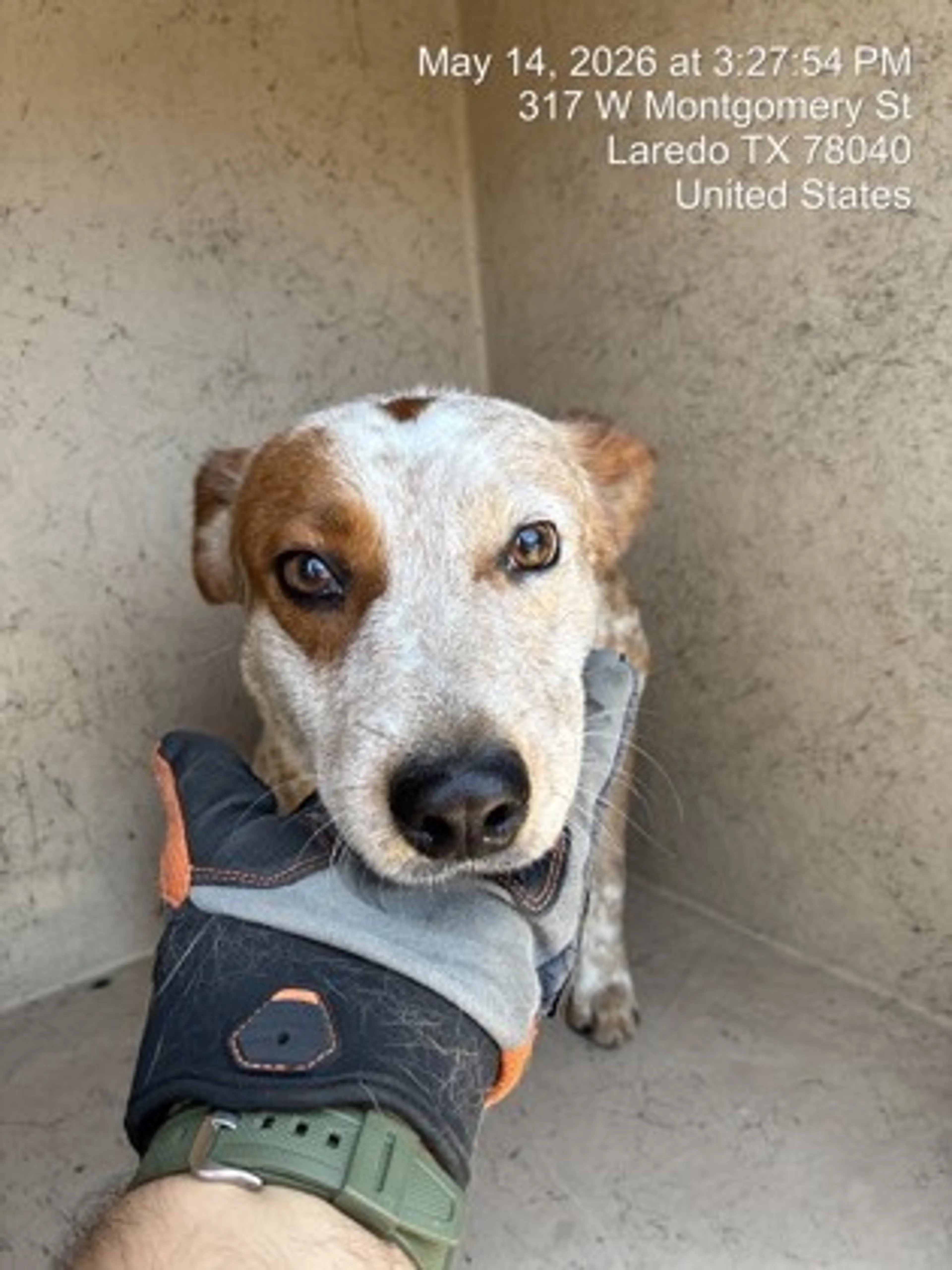 Found pet