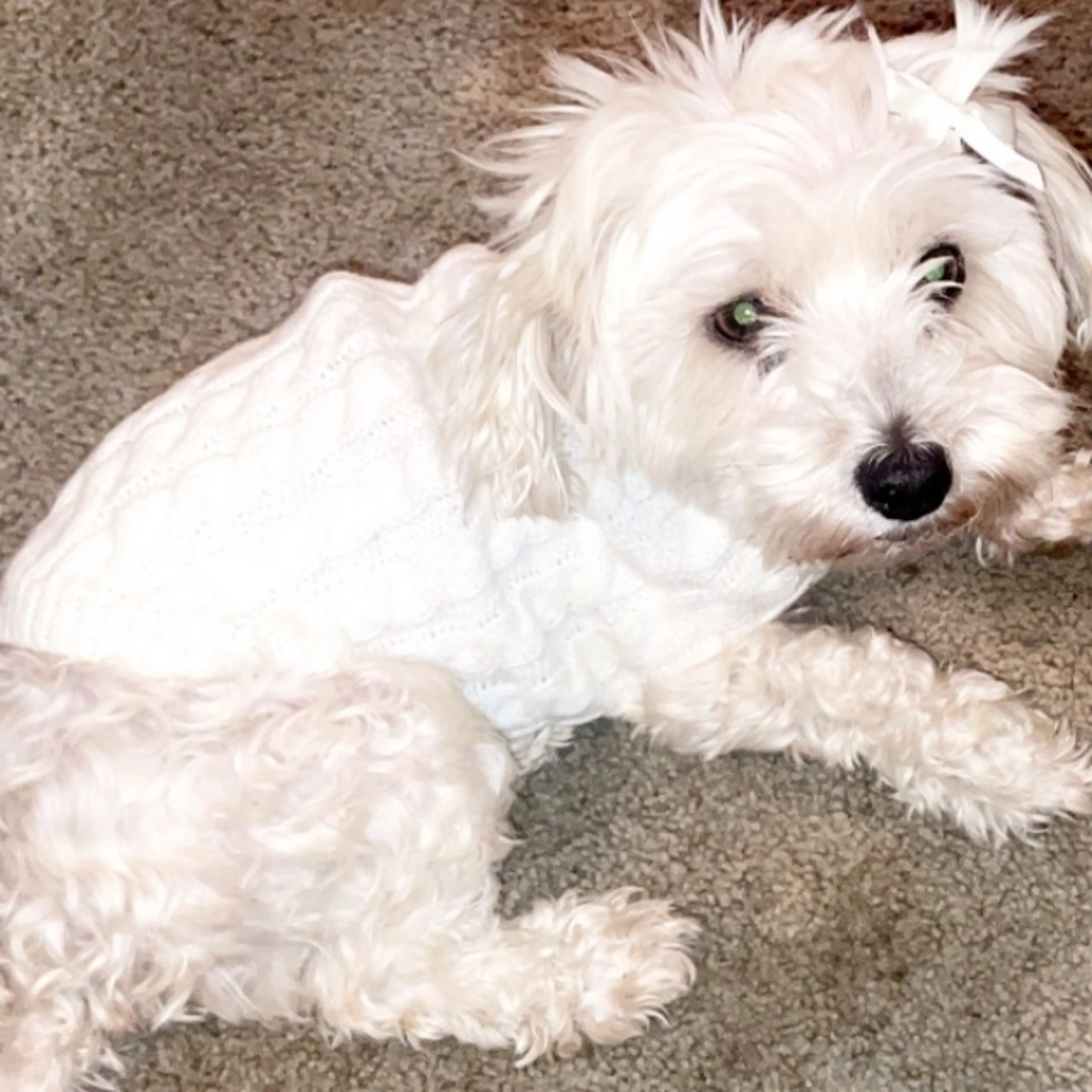 Lost pet