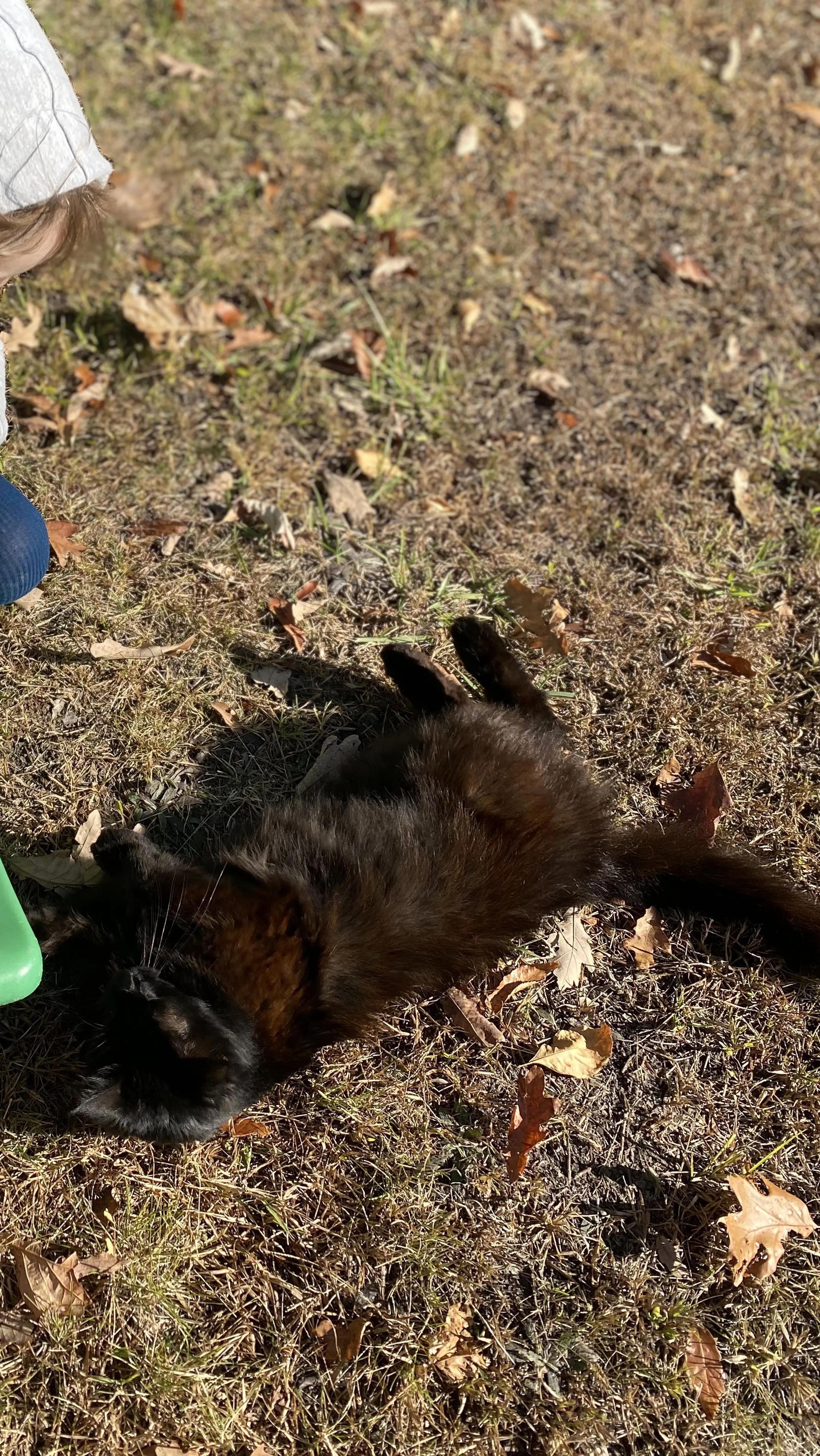 Lost pet-1